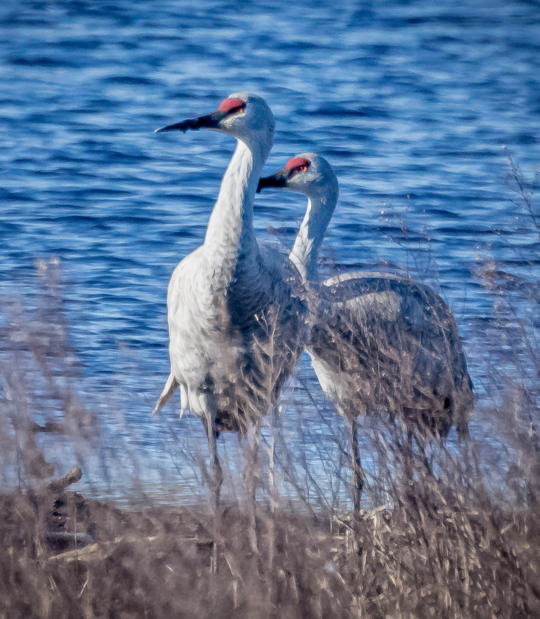 Sandhill Crane