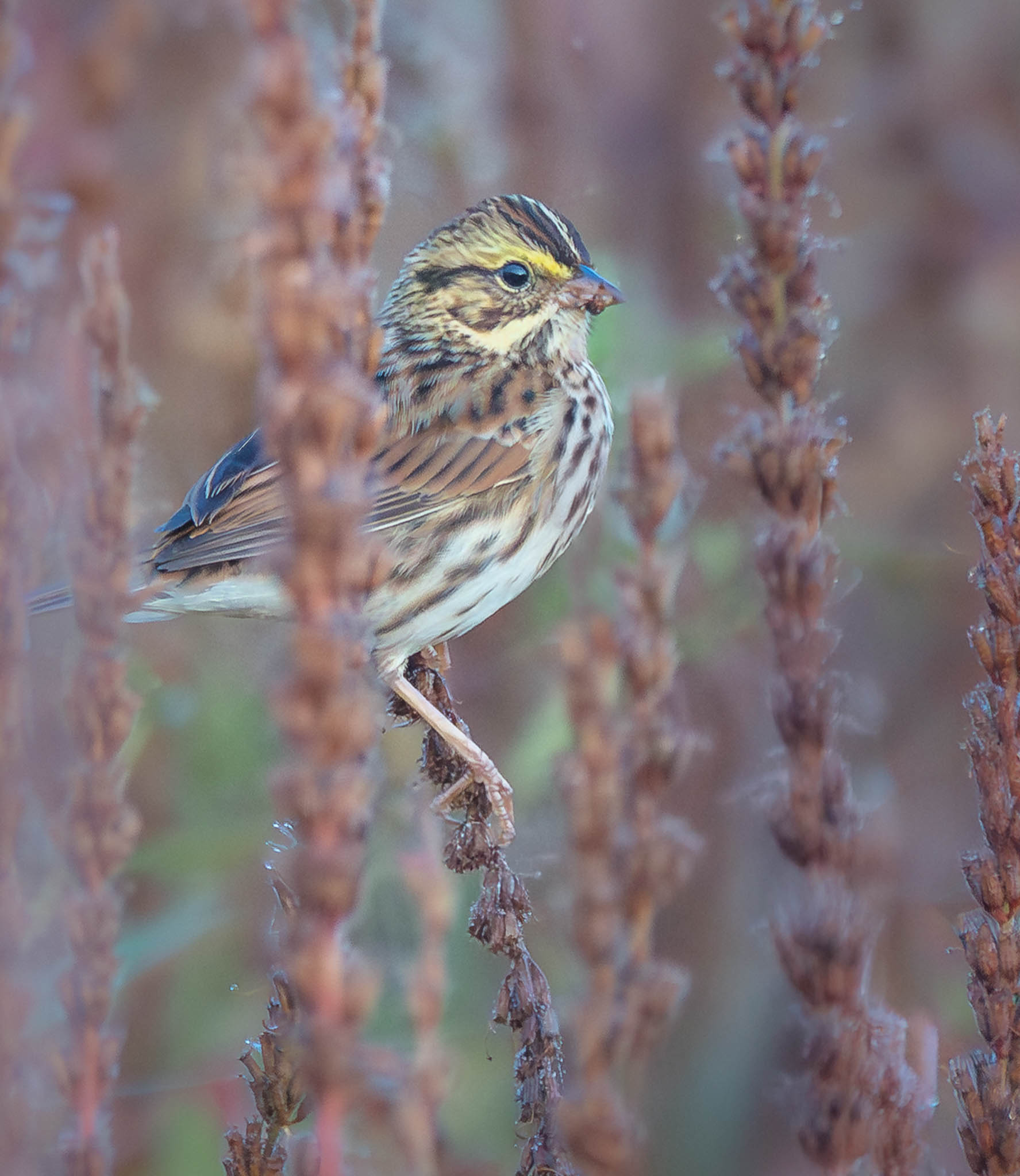 Savannah Sparrow