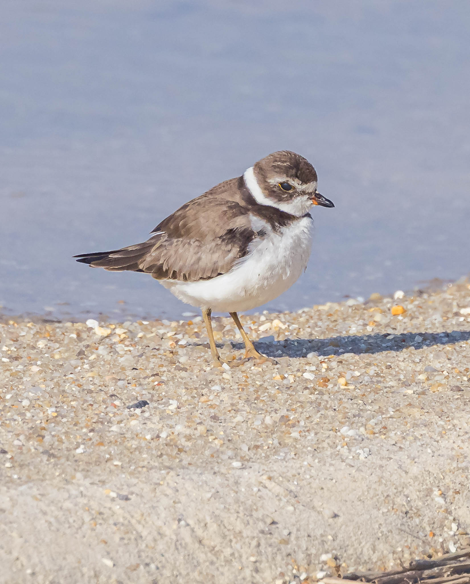 Semipalmated Plover