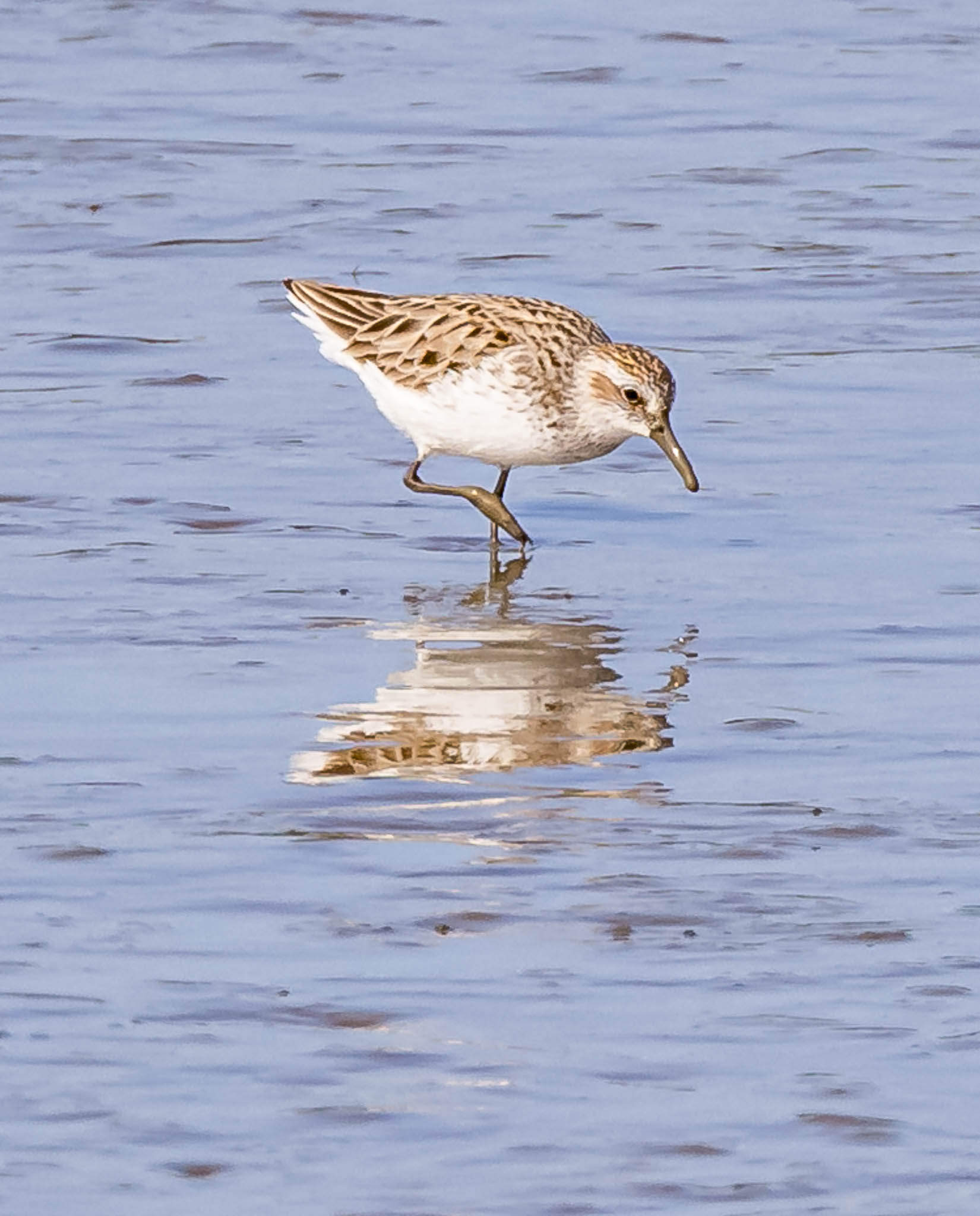 Semipalmated Sandpiper