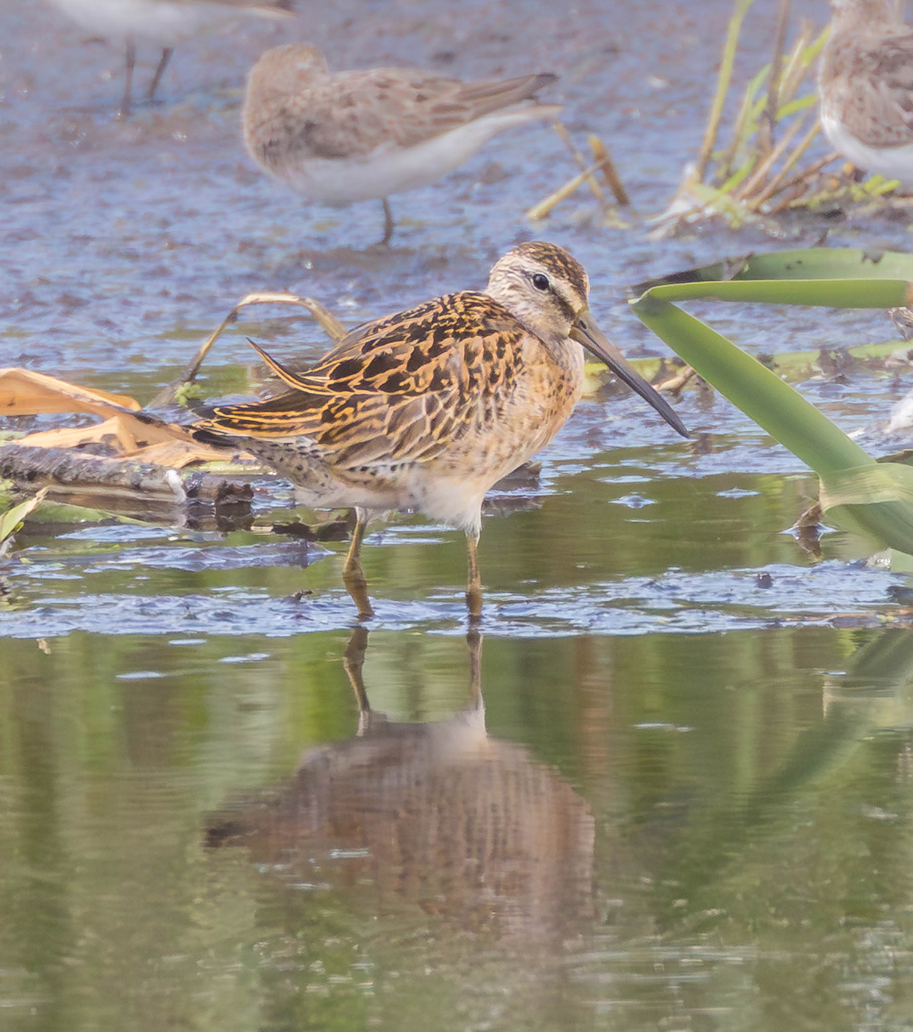 Short-billed Dowitcher