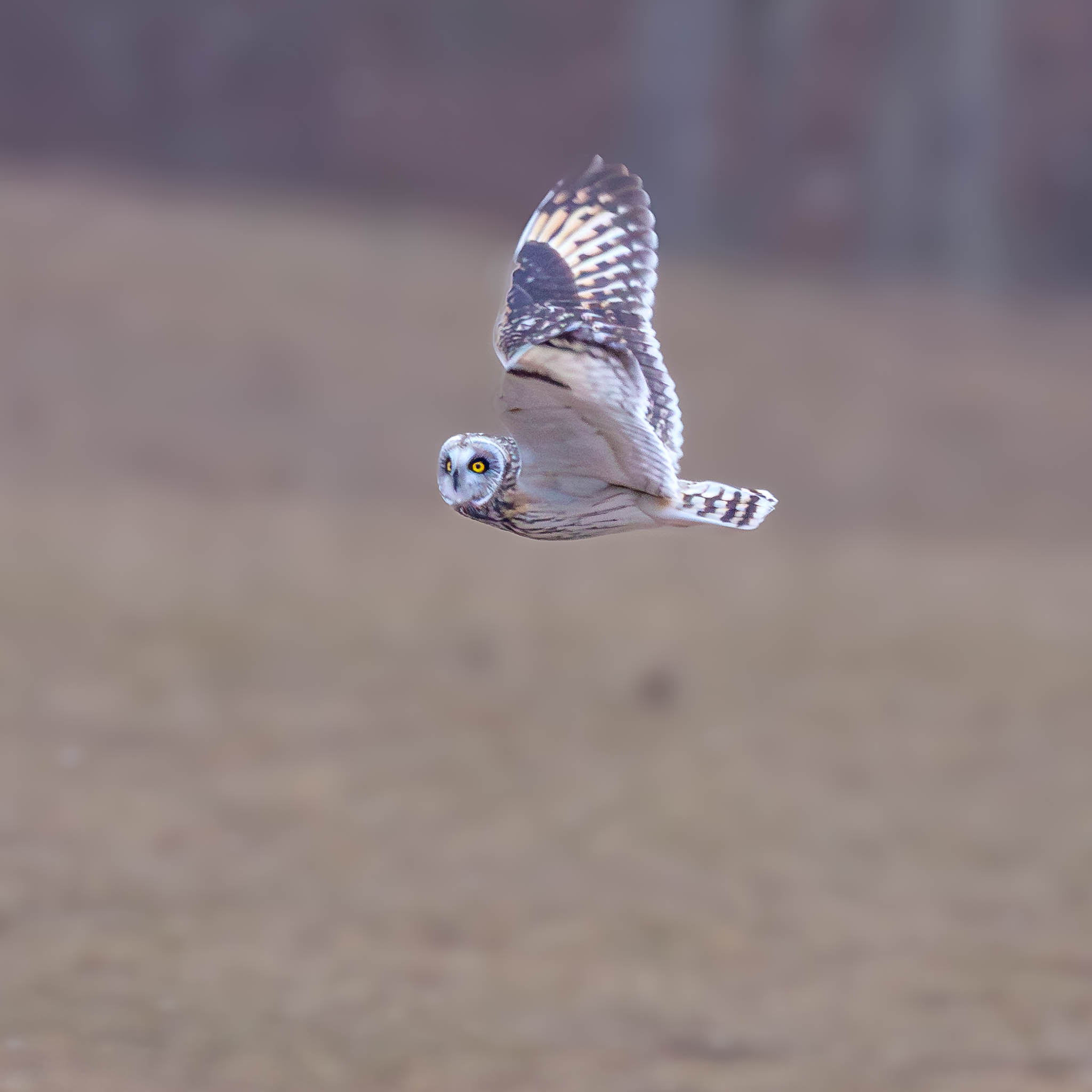 Short-eared Owl