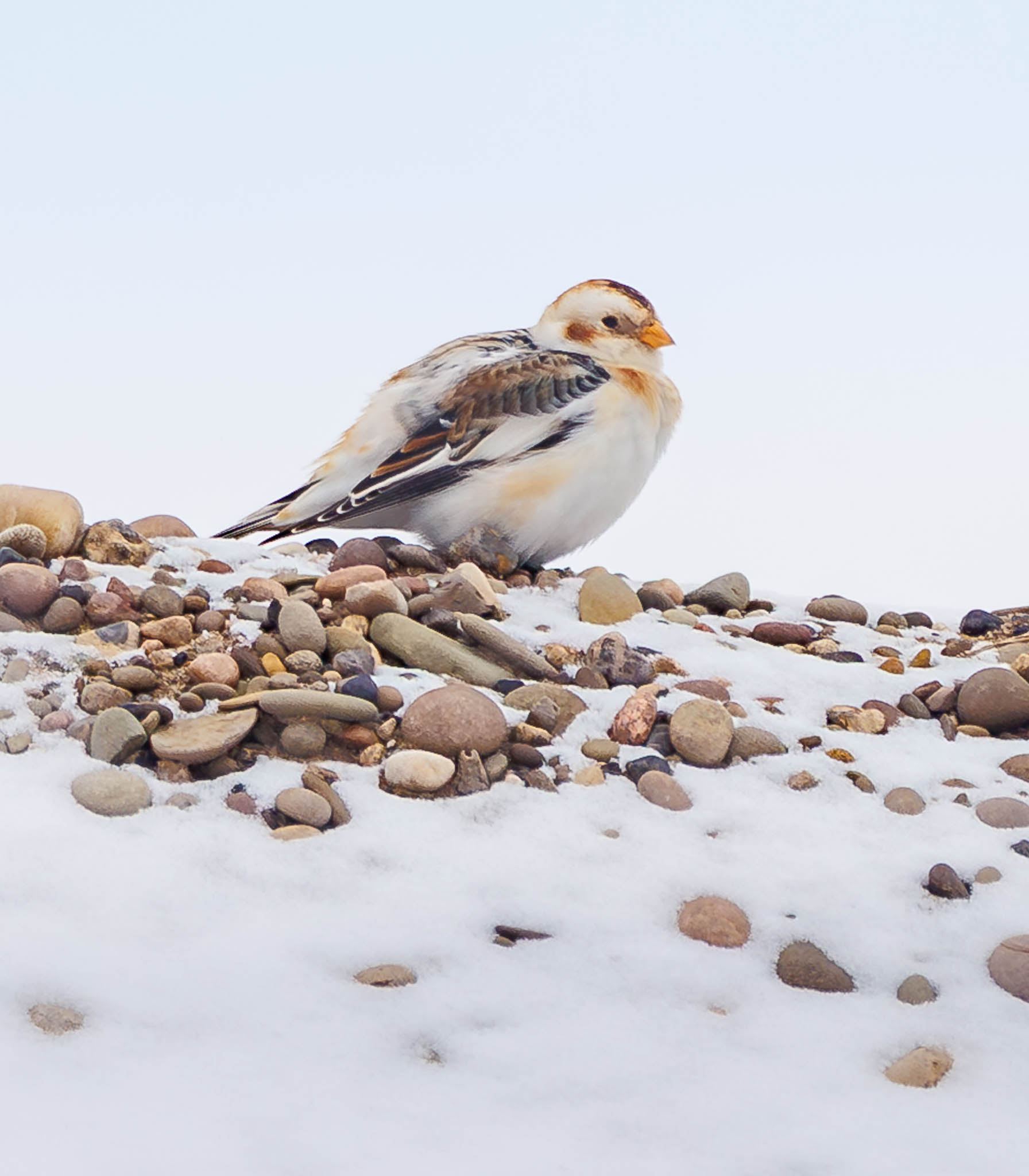 Snow Bunting