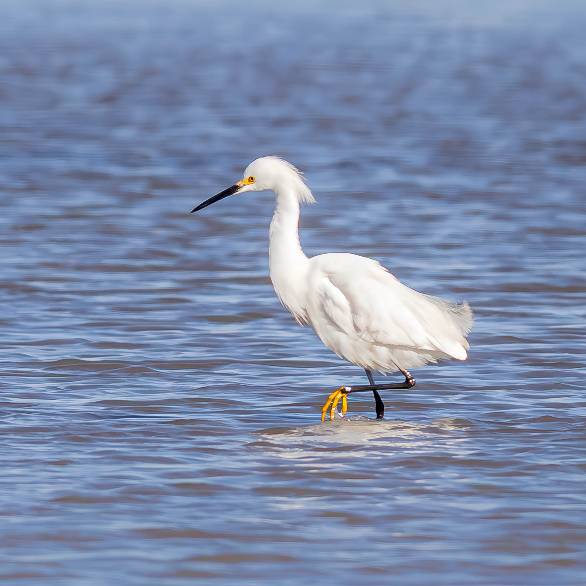 Snowy Egret