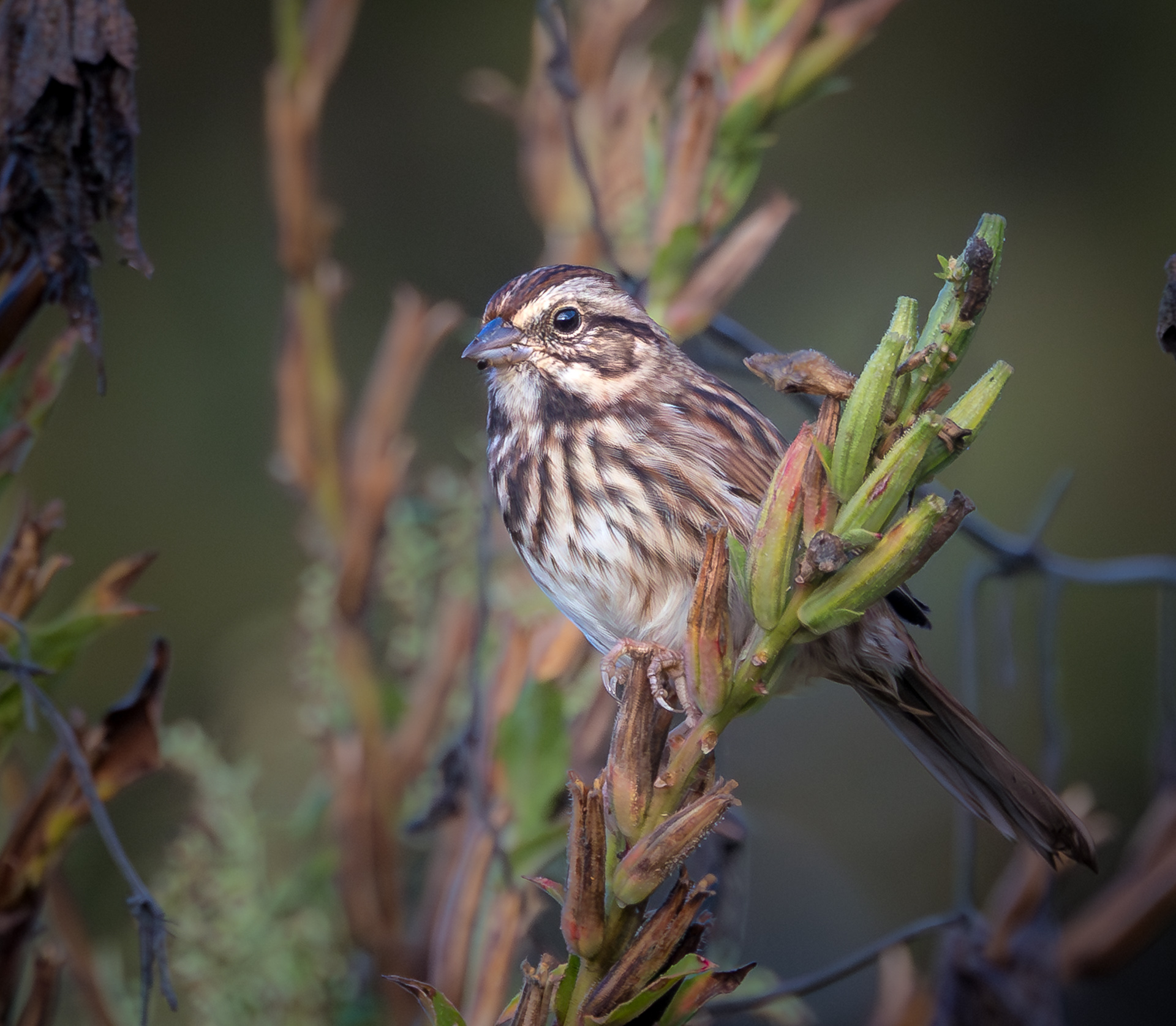Song Sparrow