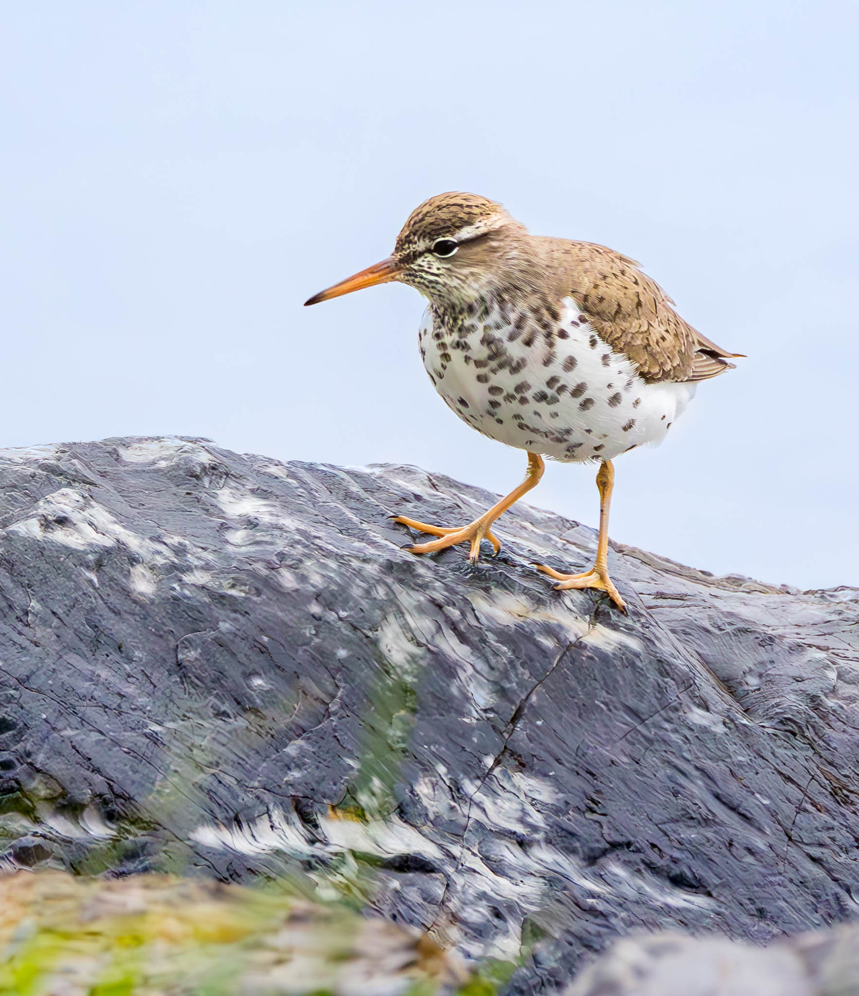Spotted Sandpiper