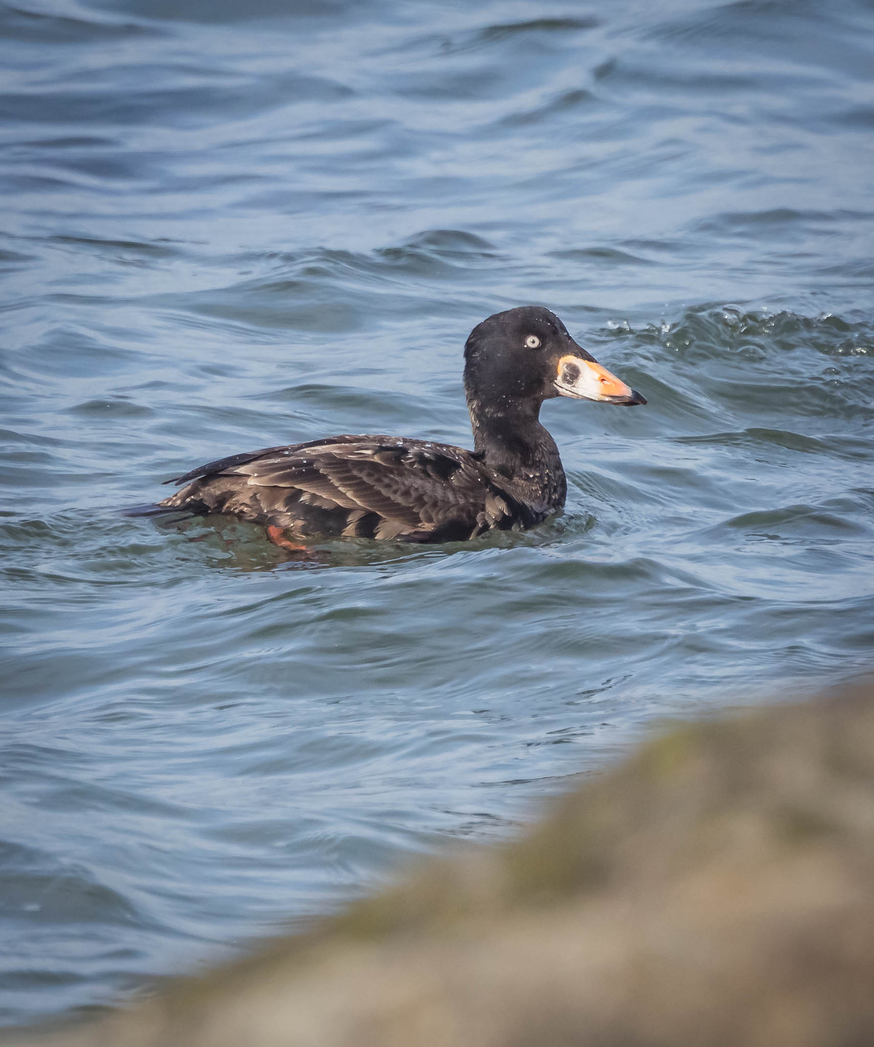Surf Scoter