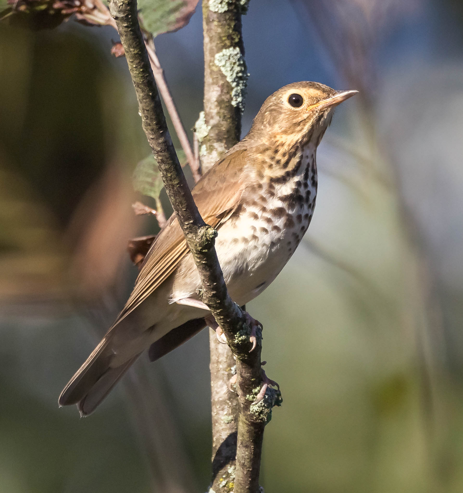 Swainson's Thrush
