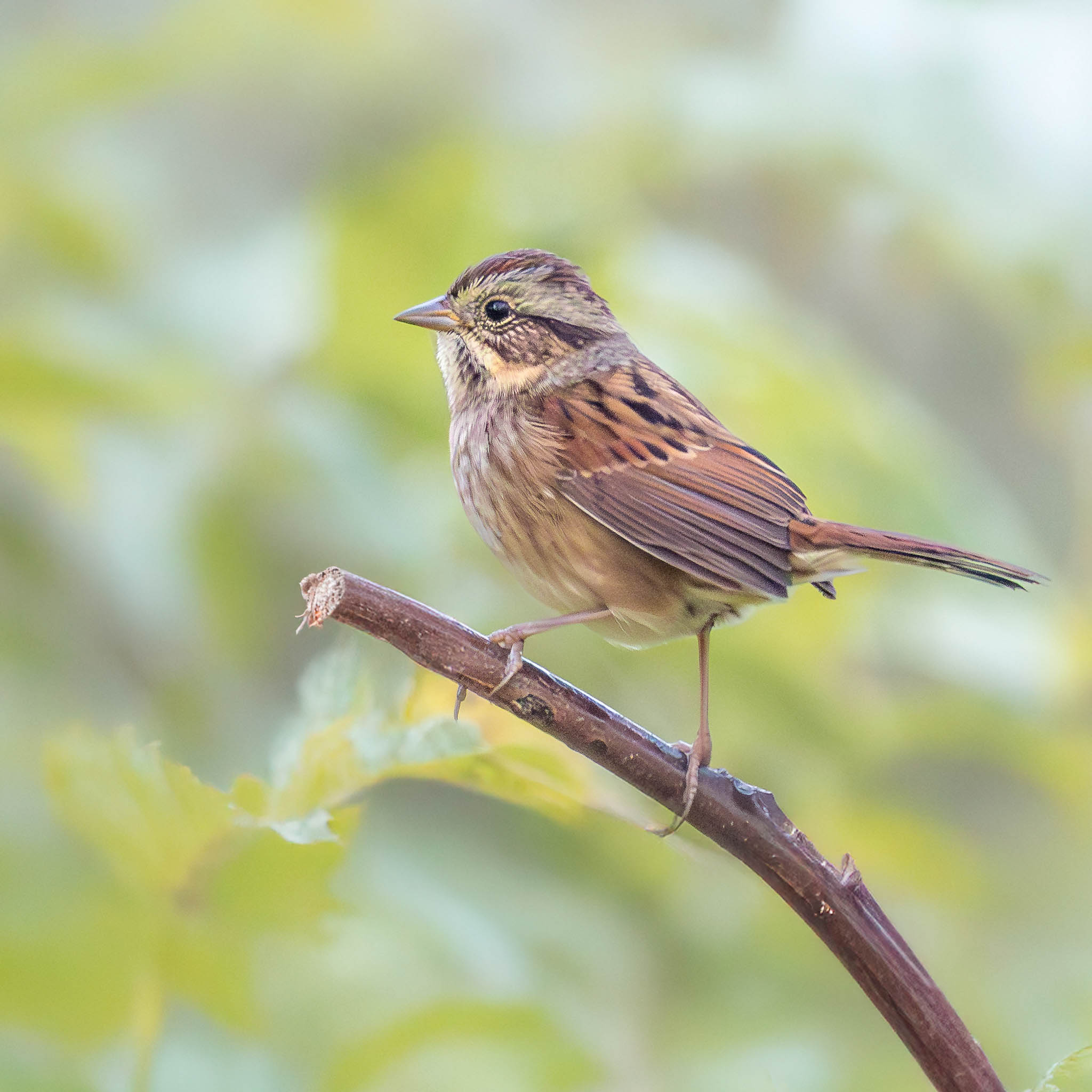 Swamp Sparrow
