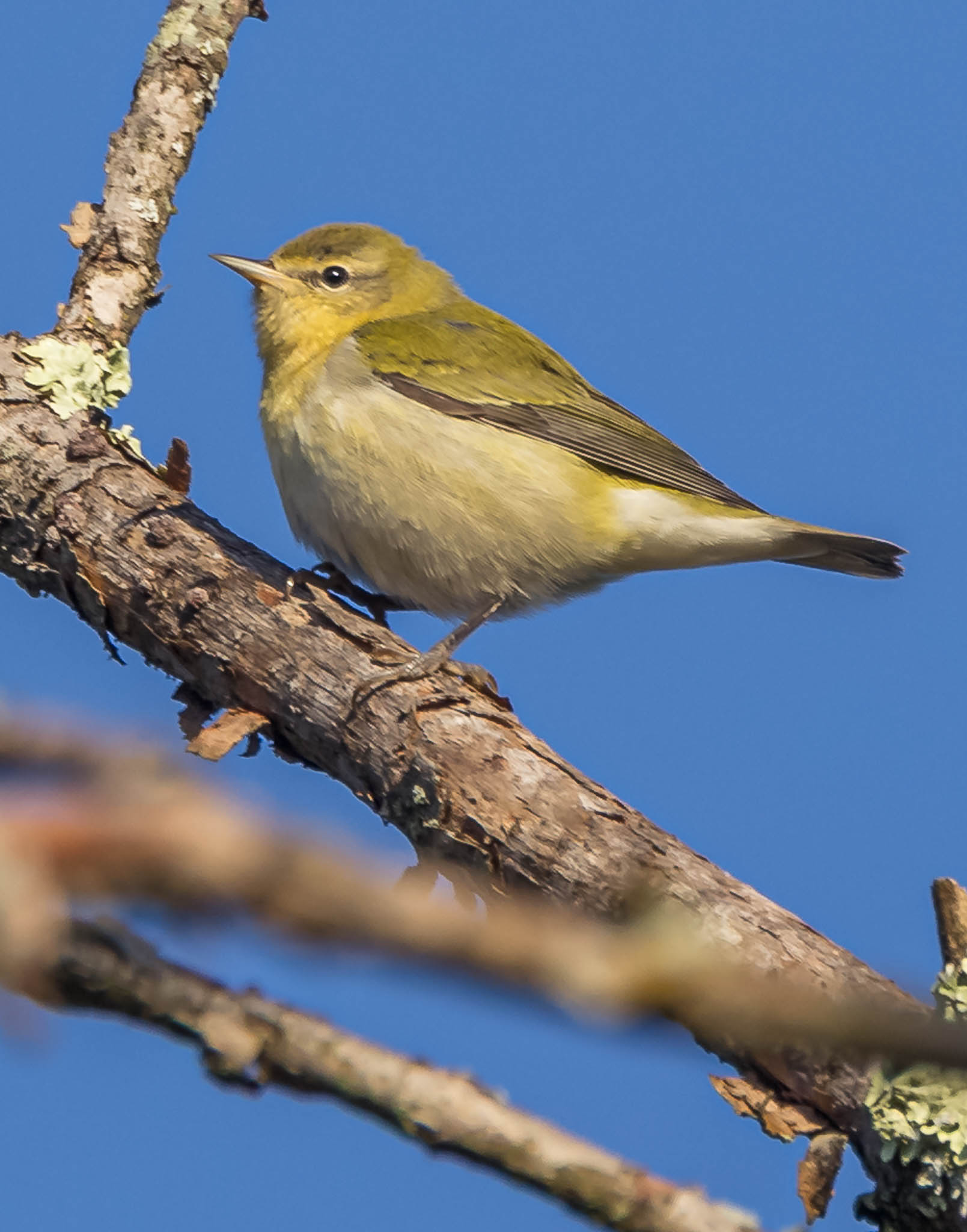 Tennessee Warbler
