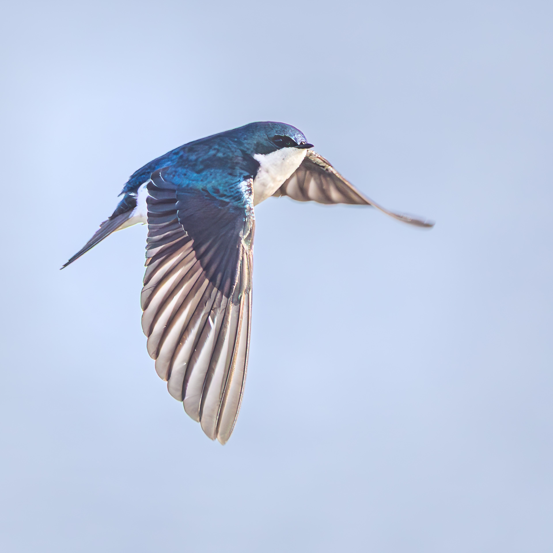 Tree Swallow