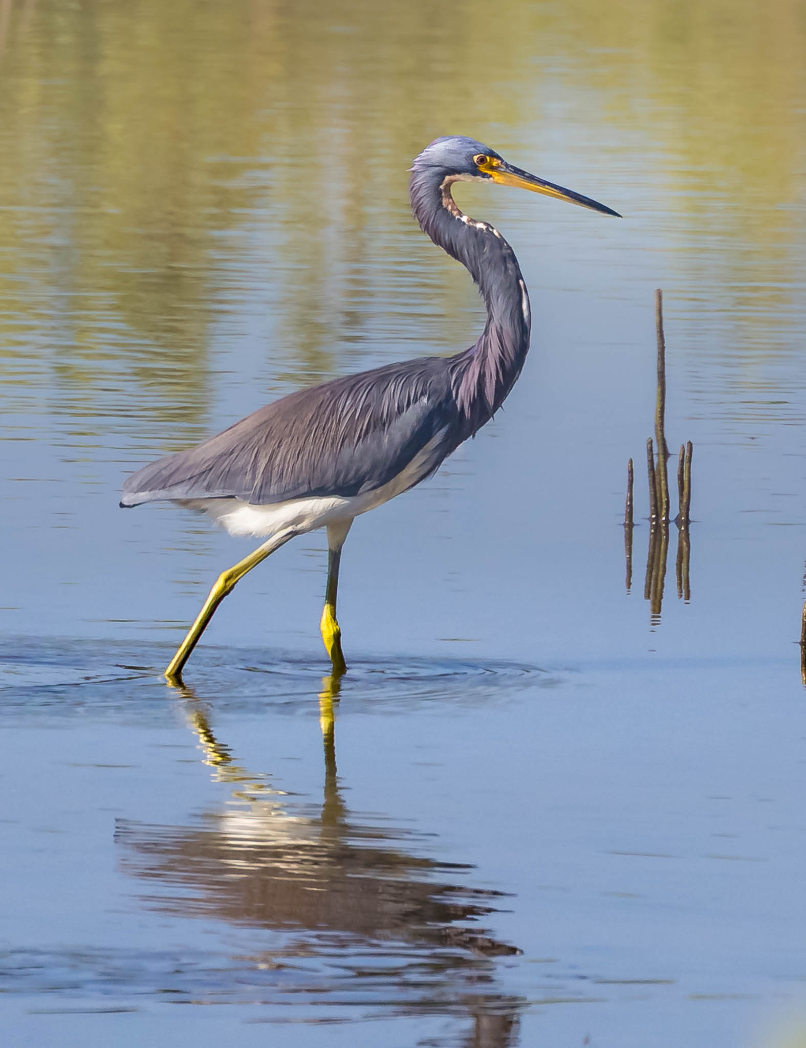 Tricolored Heron