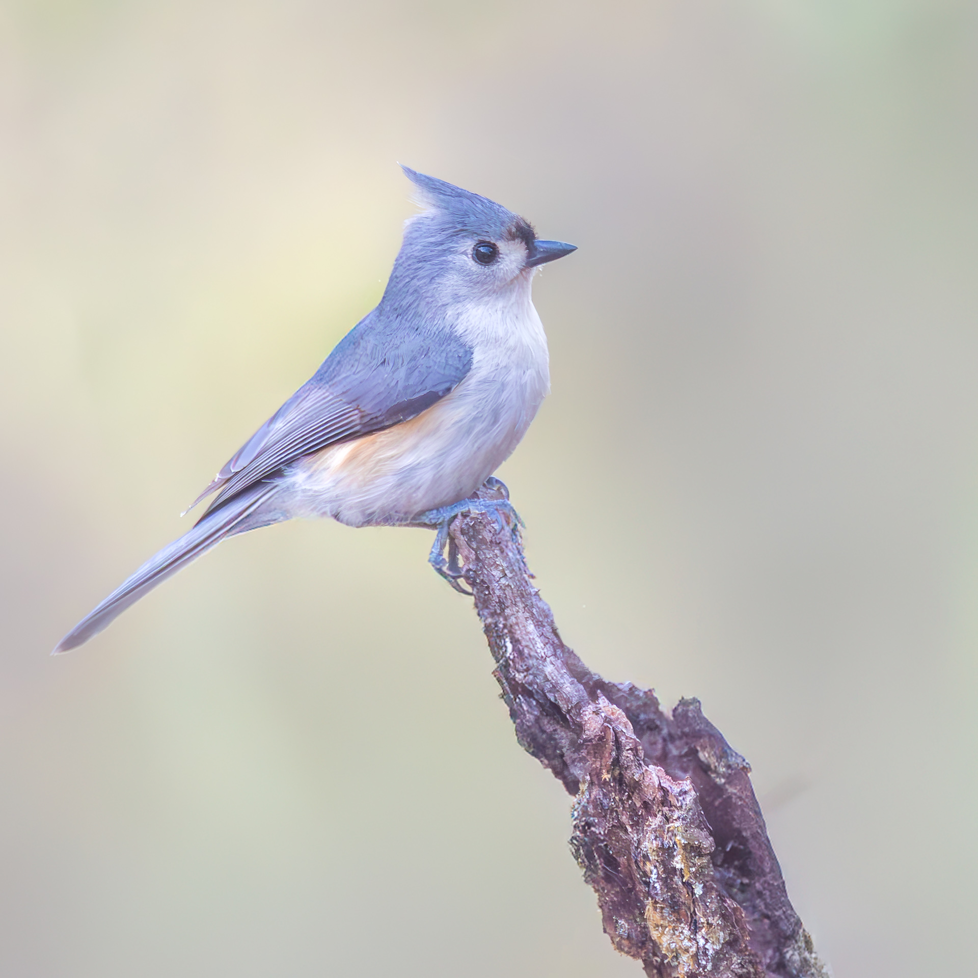 Tufted Titmouse