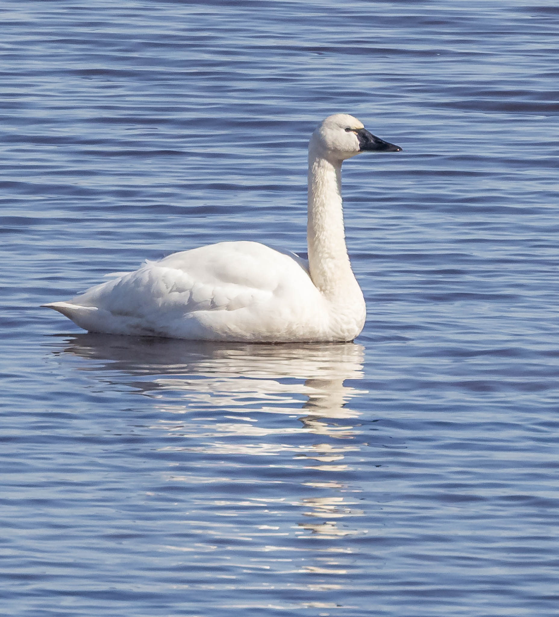 Tundra Swan