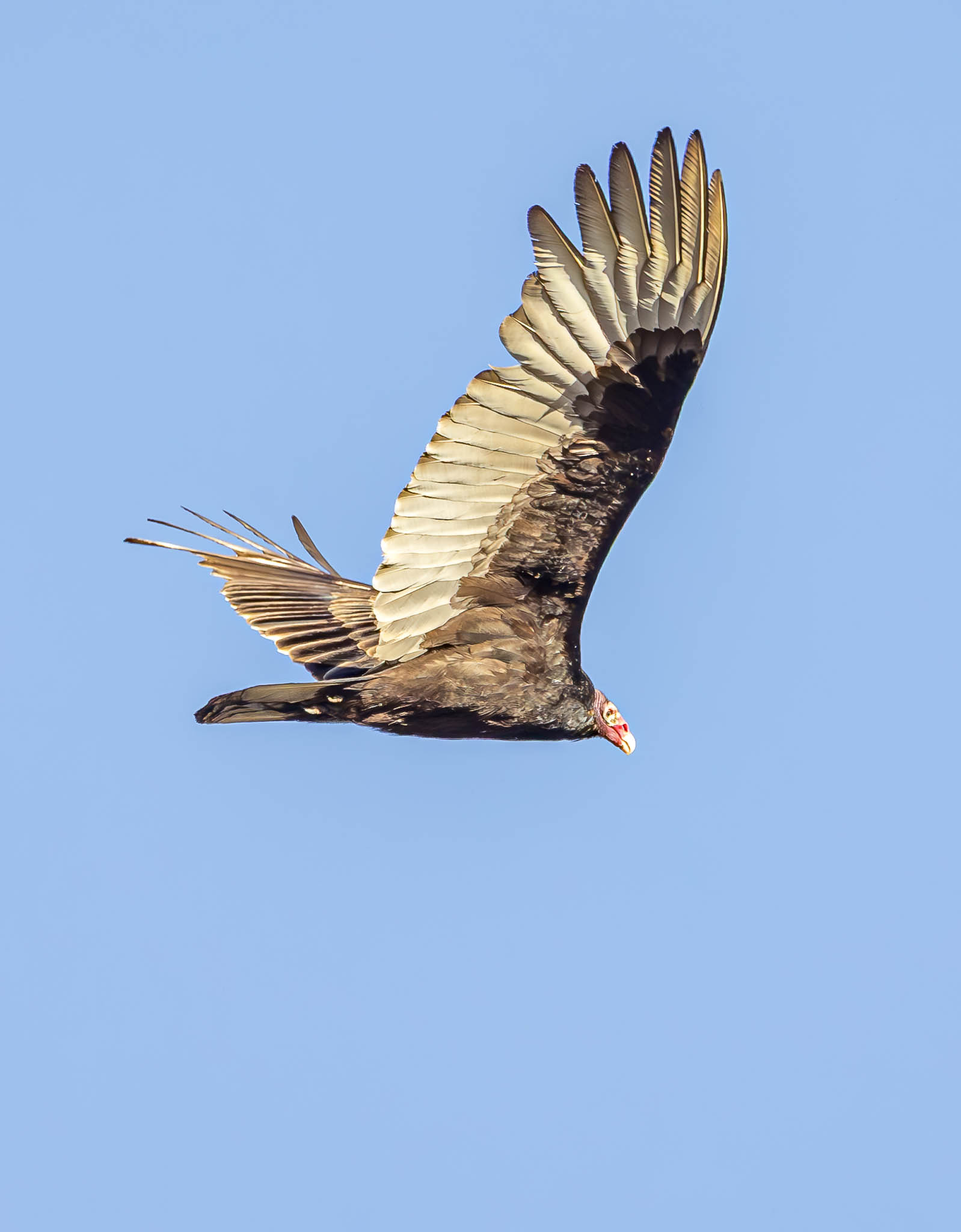 Turkey Vulture