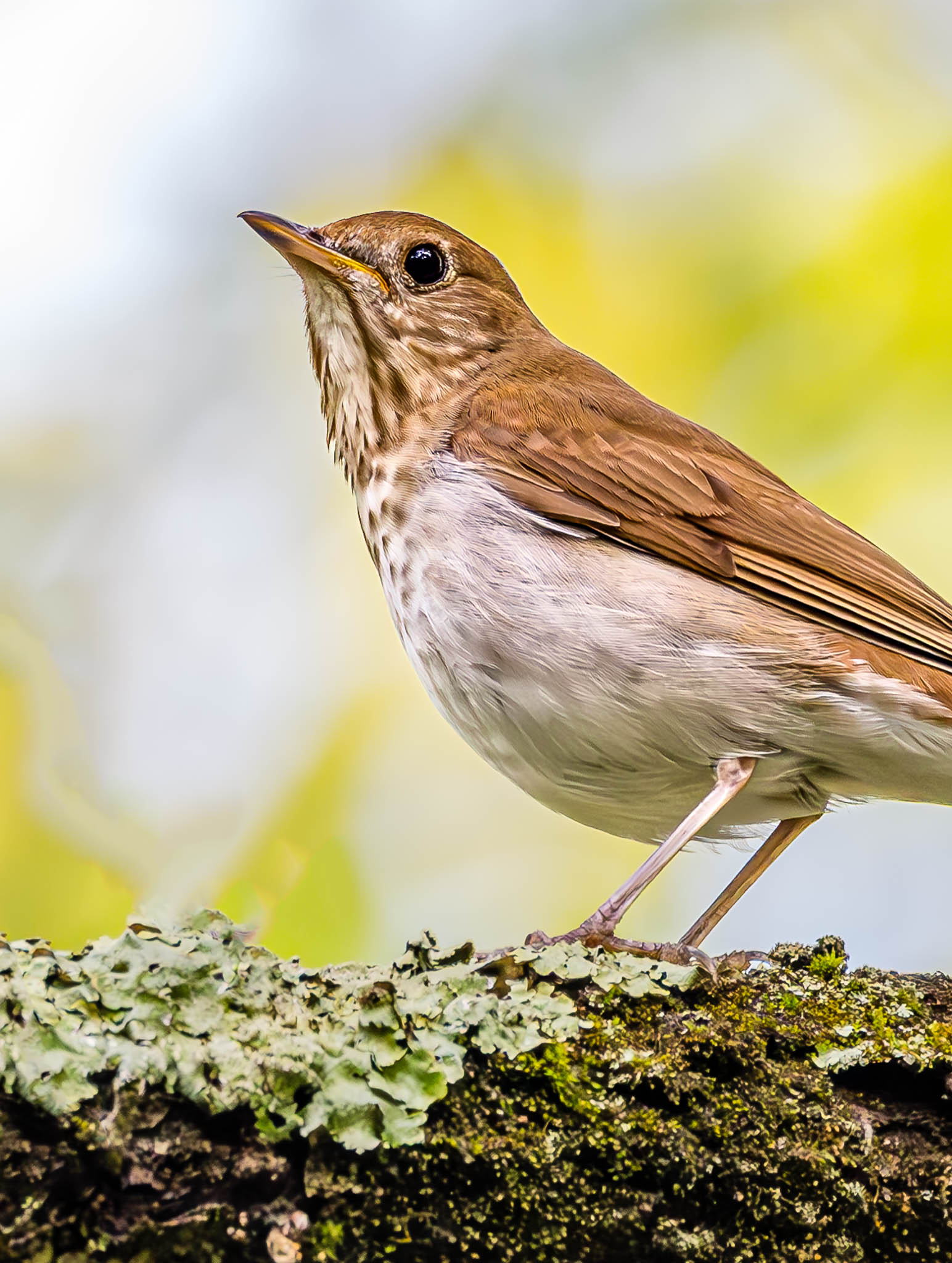 Veery
