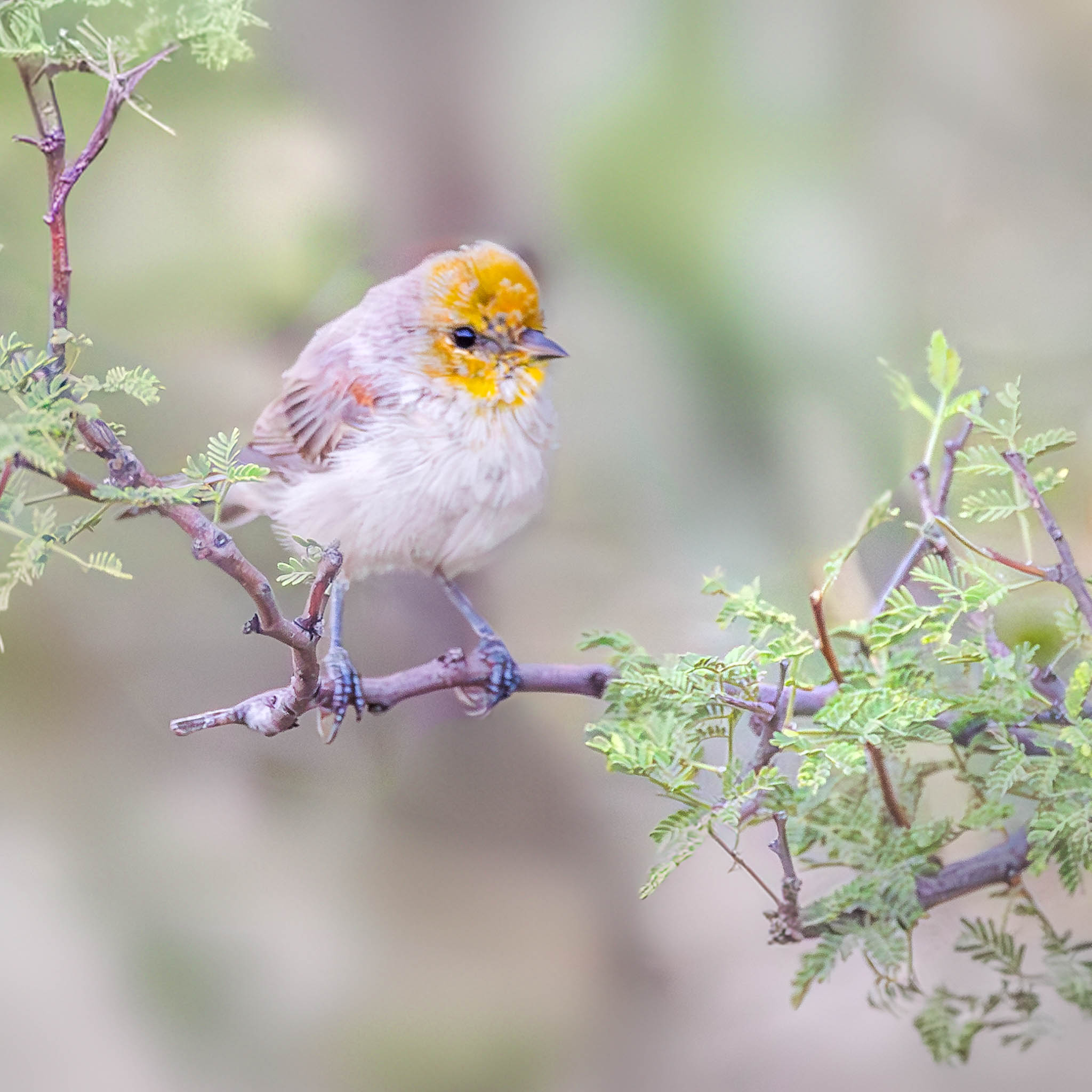 Verdin