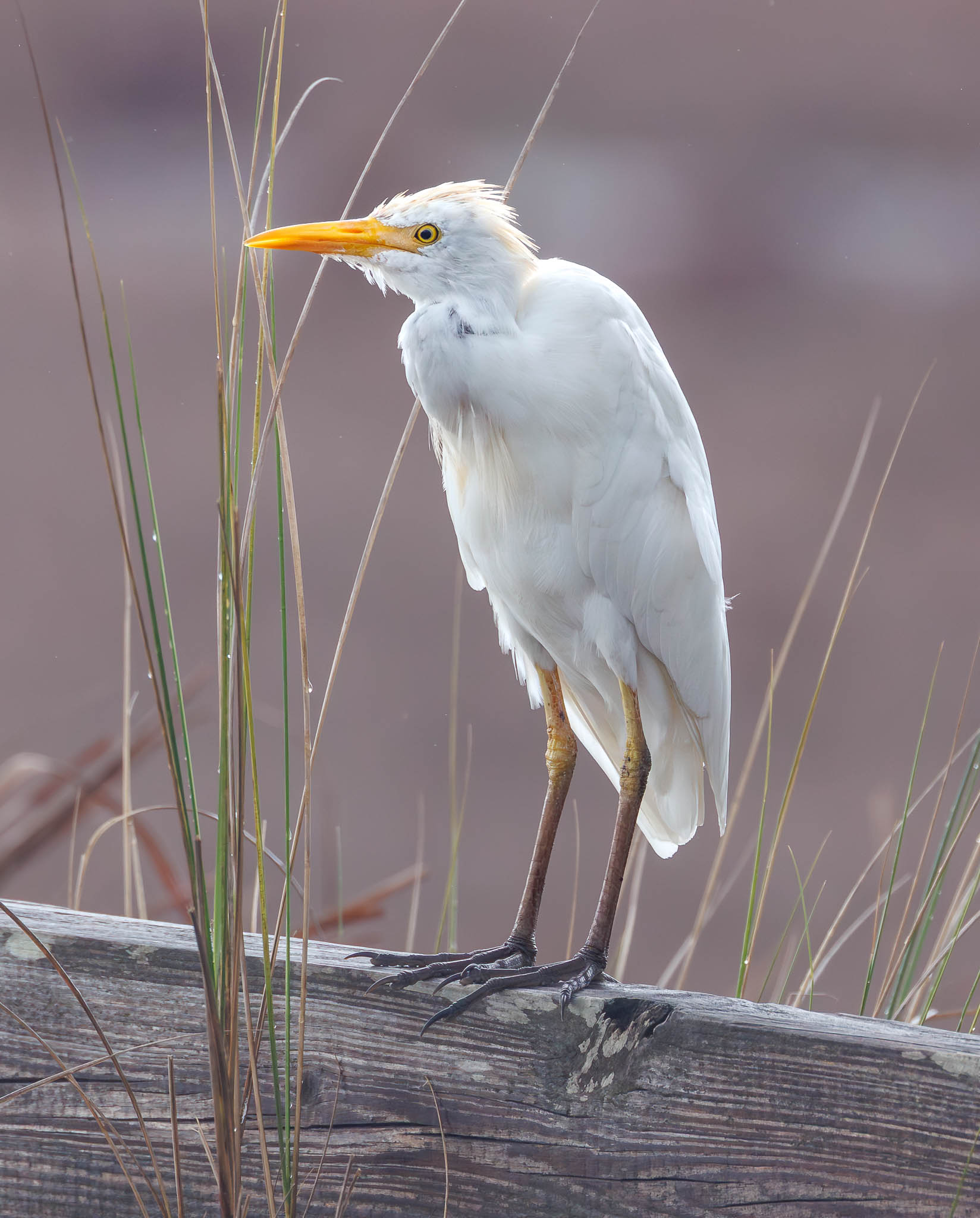 Western Cattle Egret