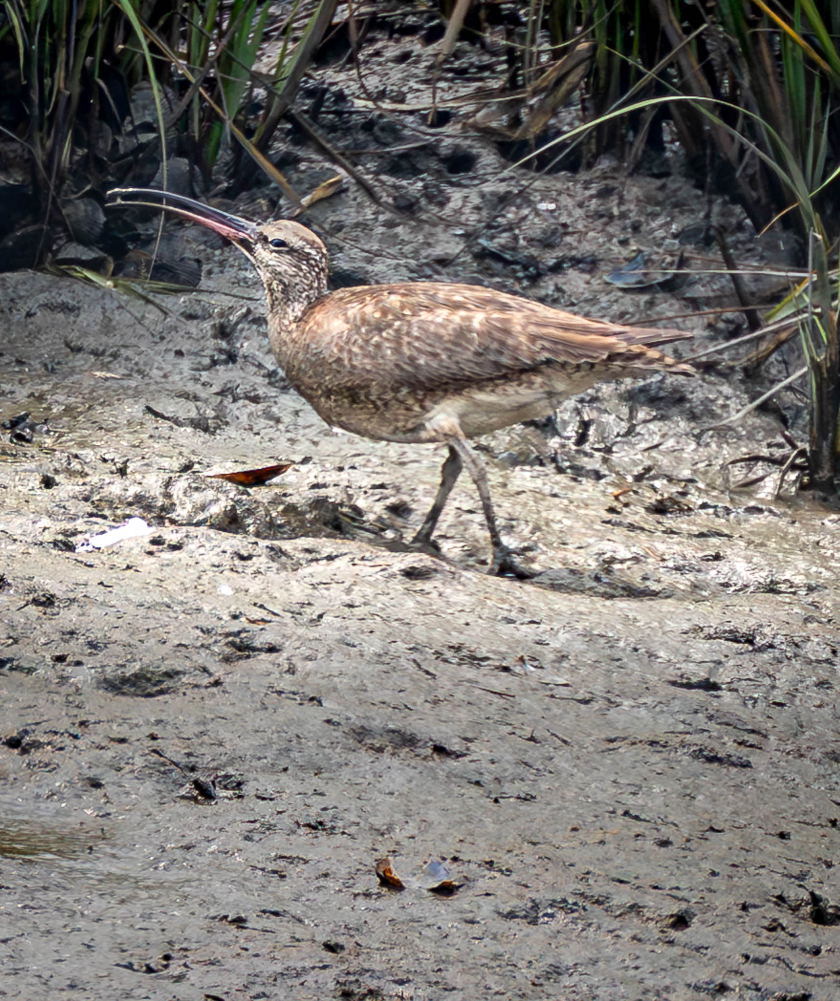Whimbrel