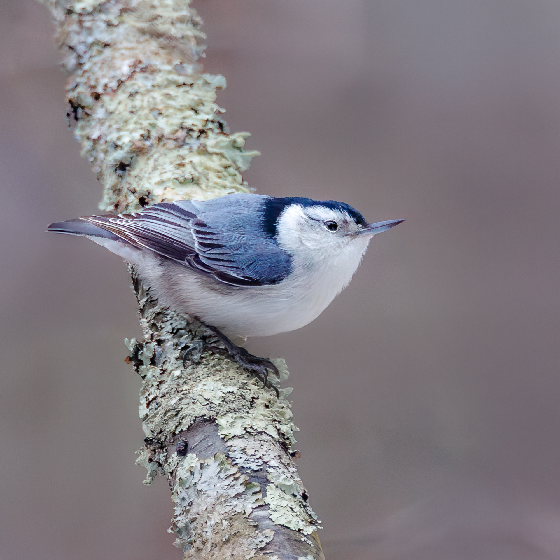 White-breasted Nuthatch
