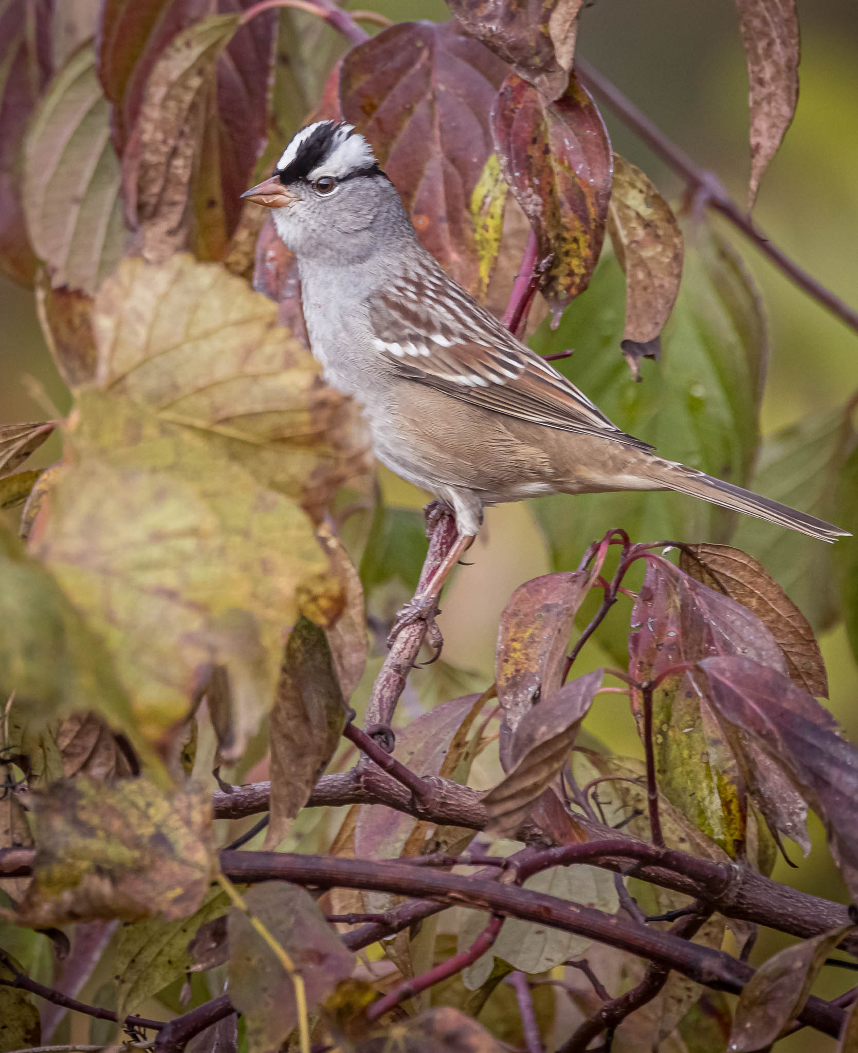 White-crowned Sparrow