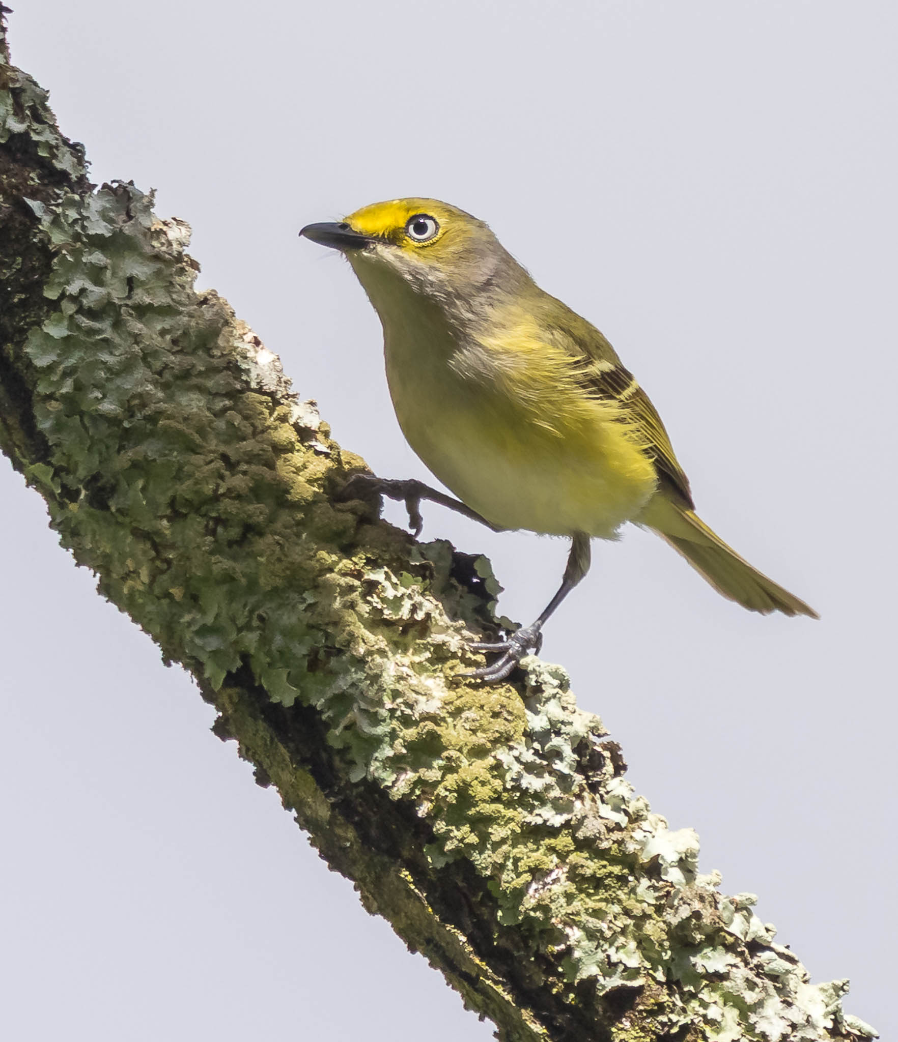 White-eyed Vireo