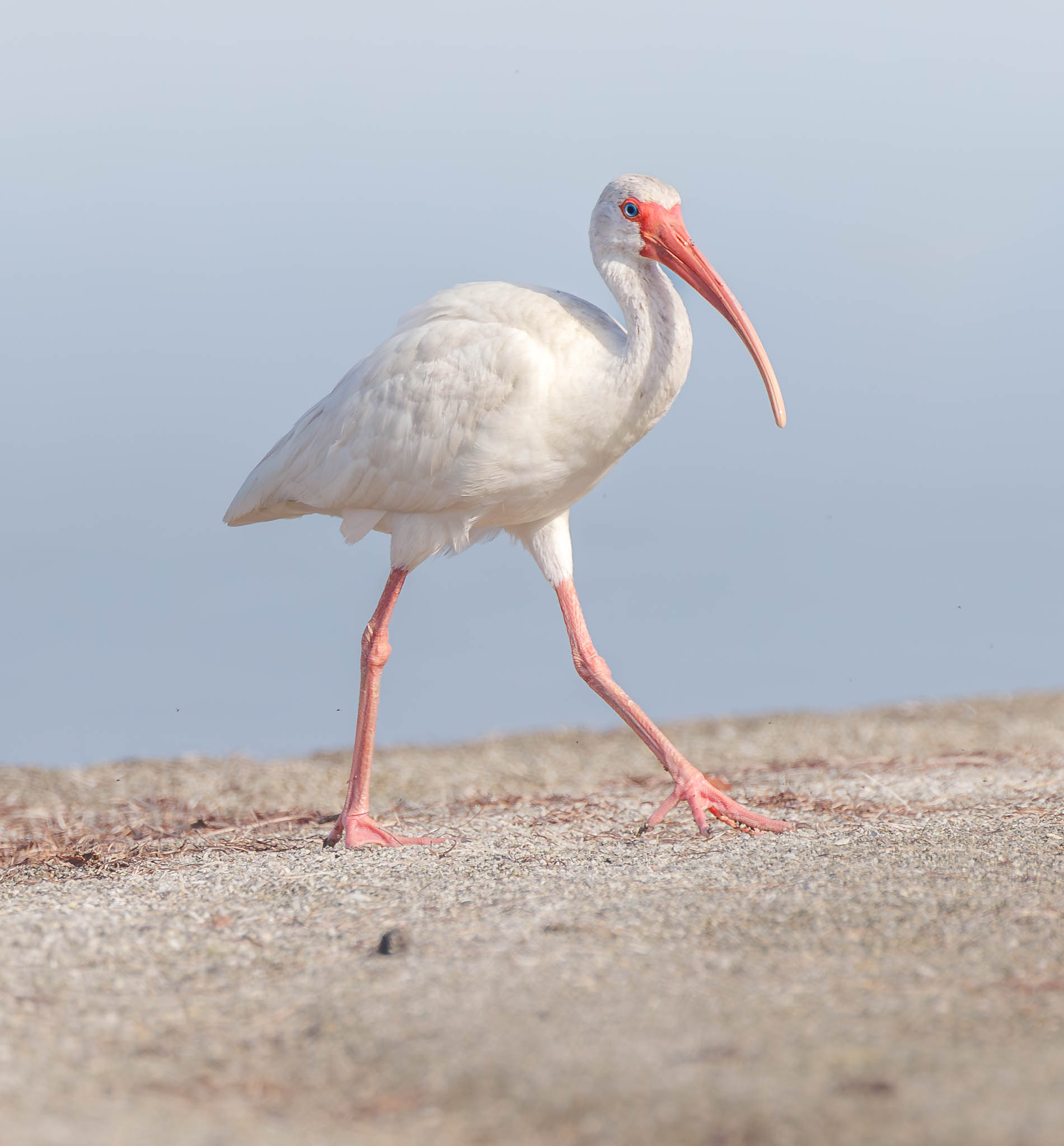 White Ibis