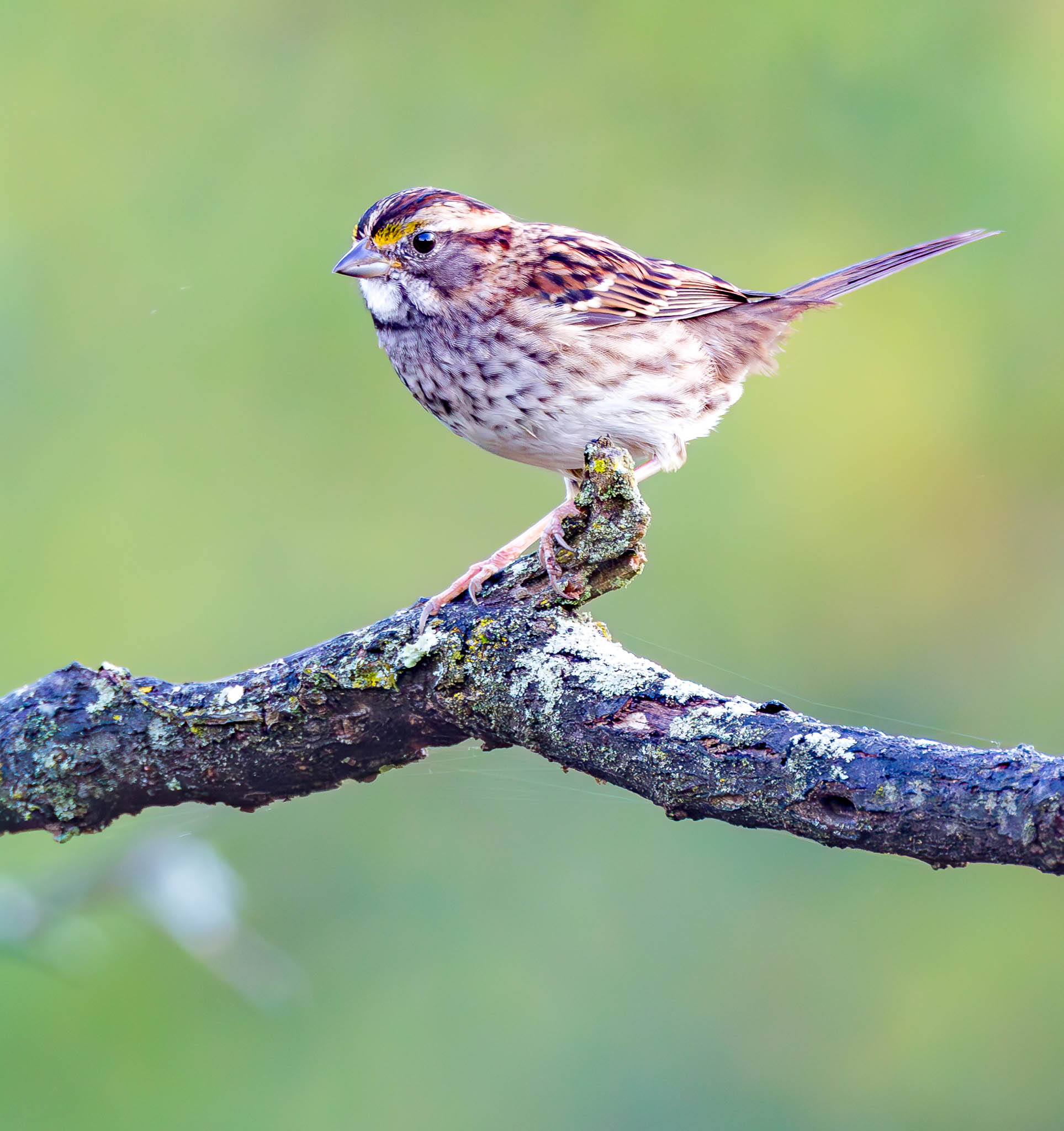 White-throated Sparrow