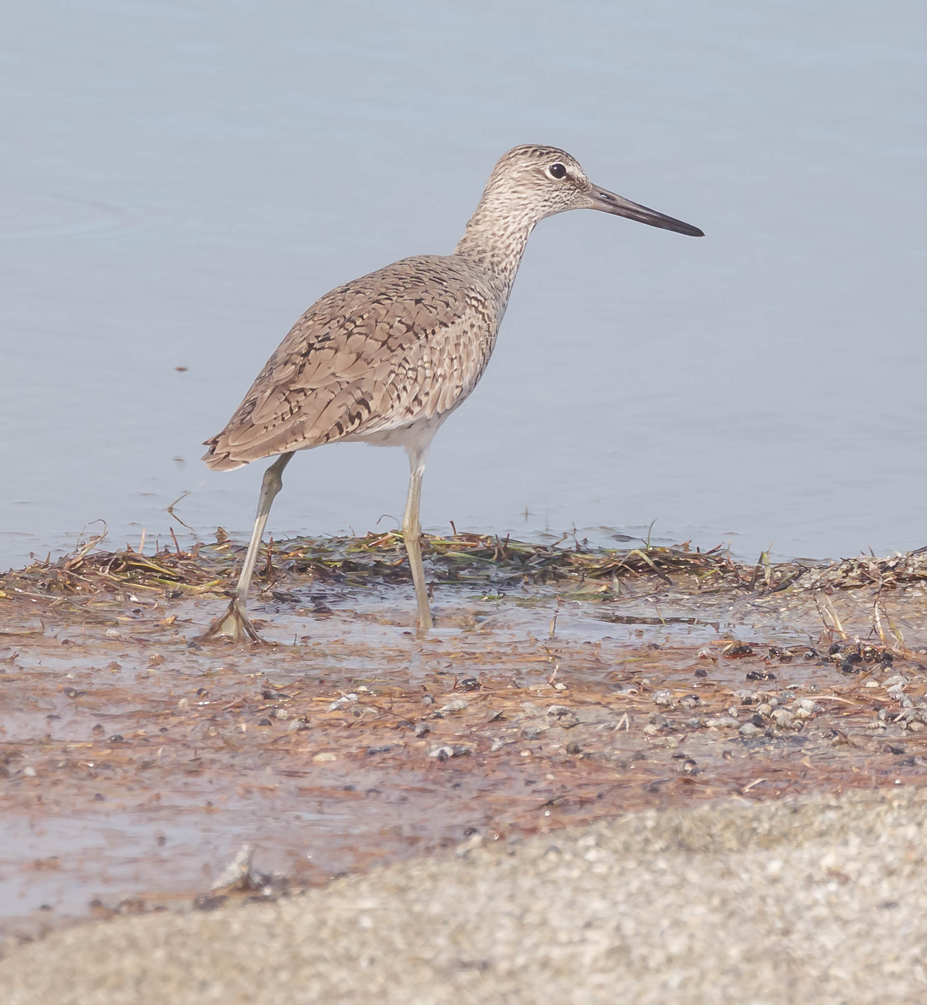 Willet