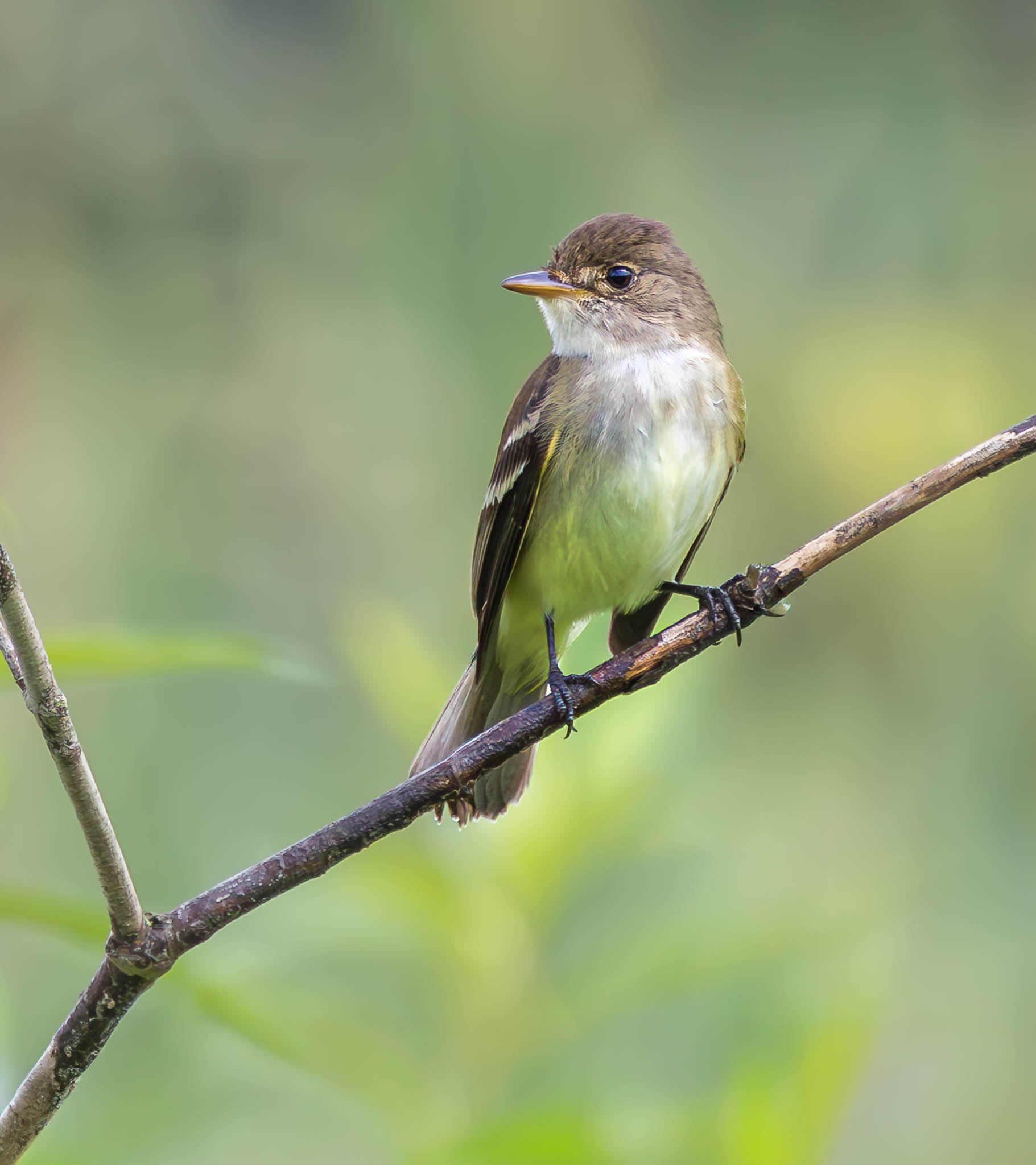 Willow Flycatcher