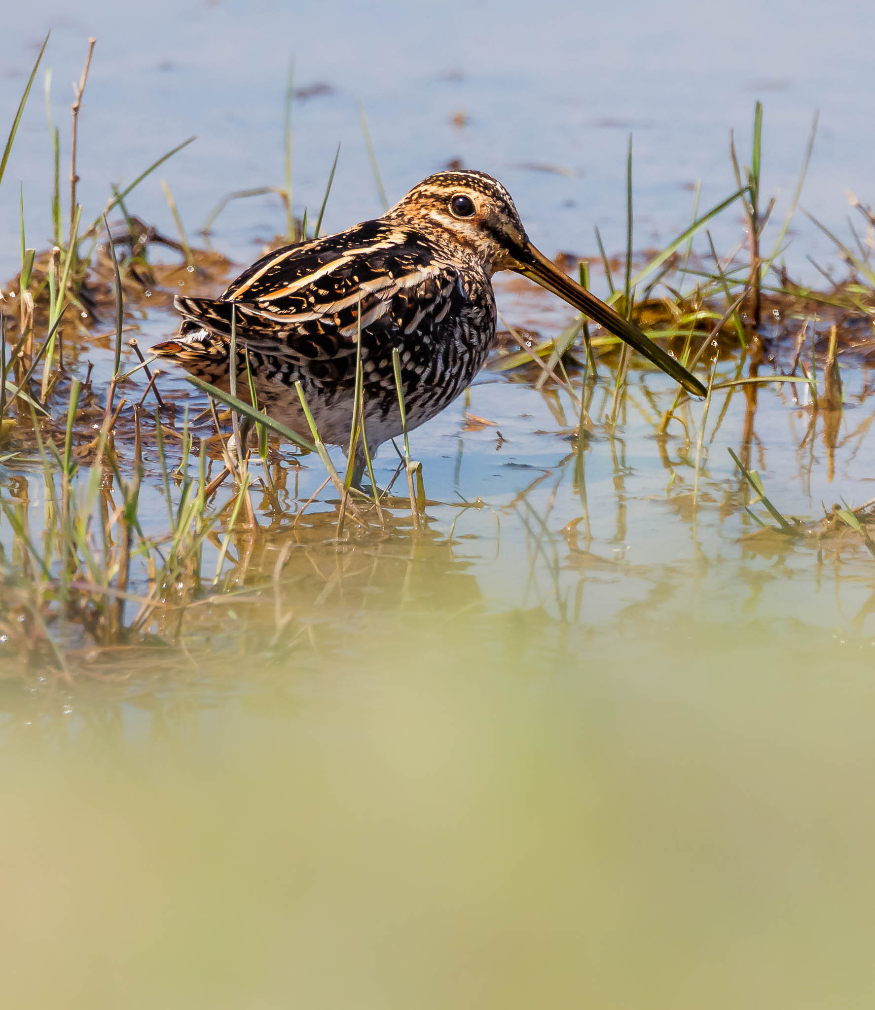 Wilson's Snipe