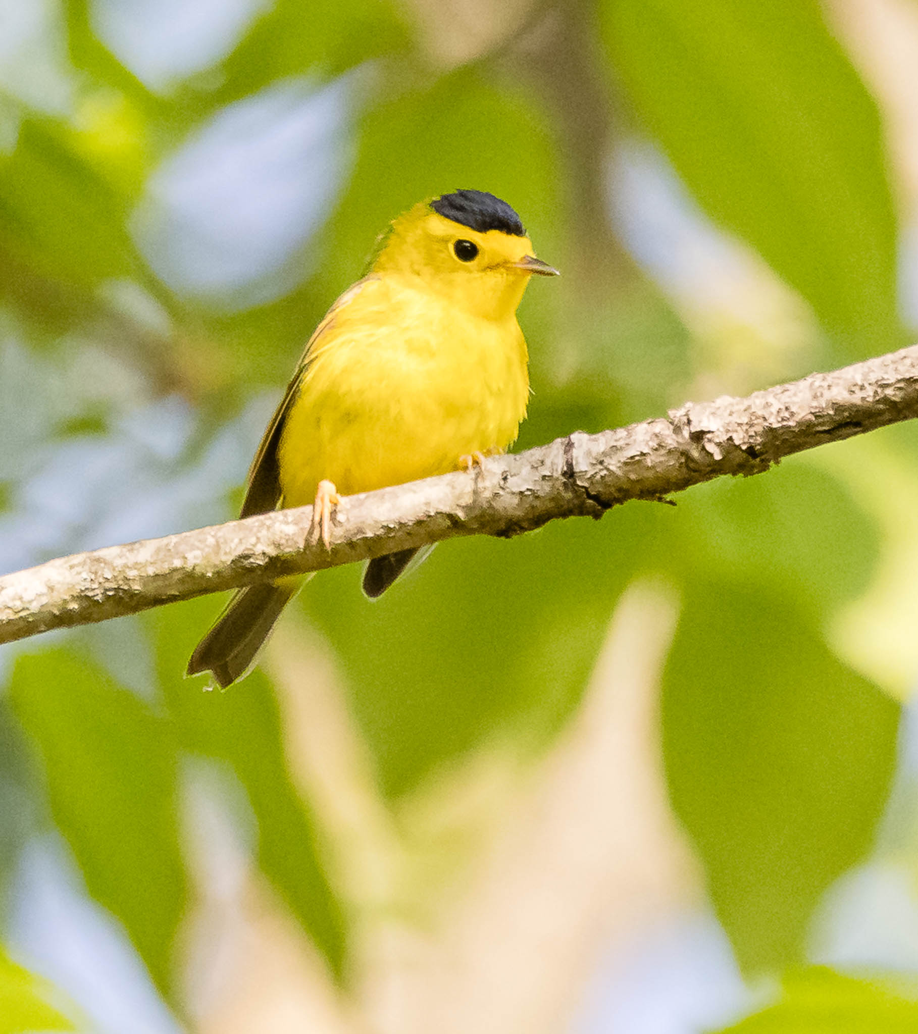 Wilson's Warbler
