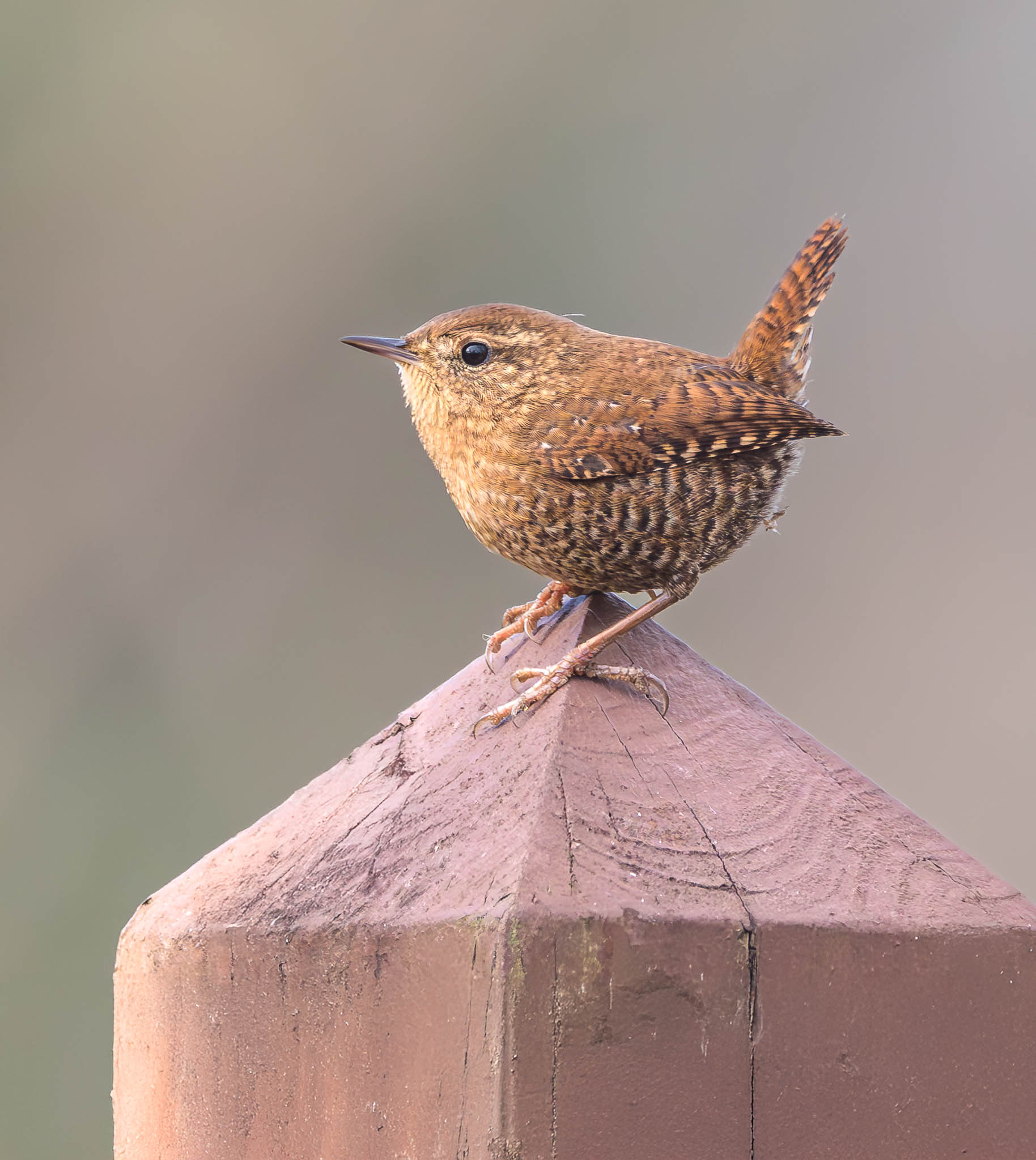 Winter Wren