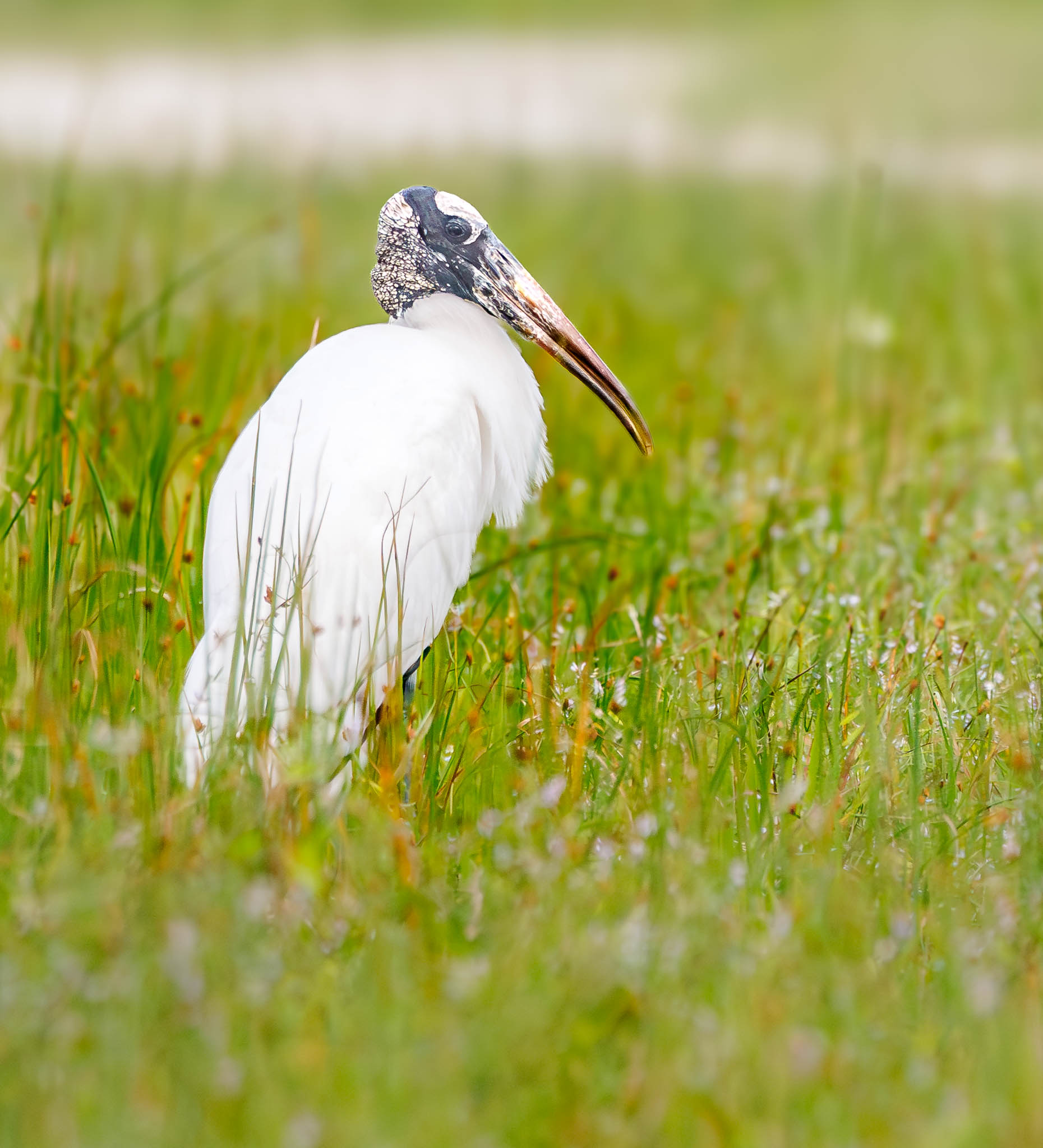 Wood Stork