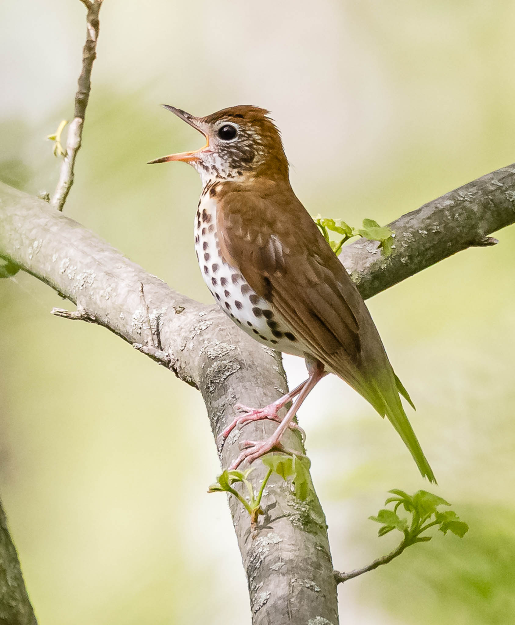 Wood Thrush