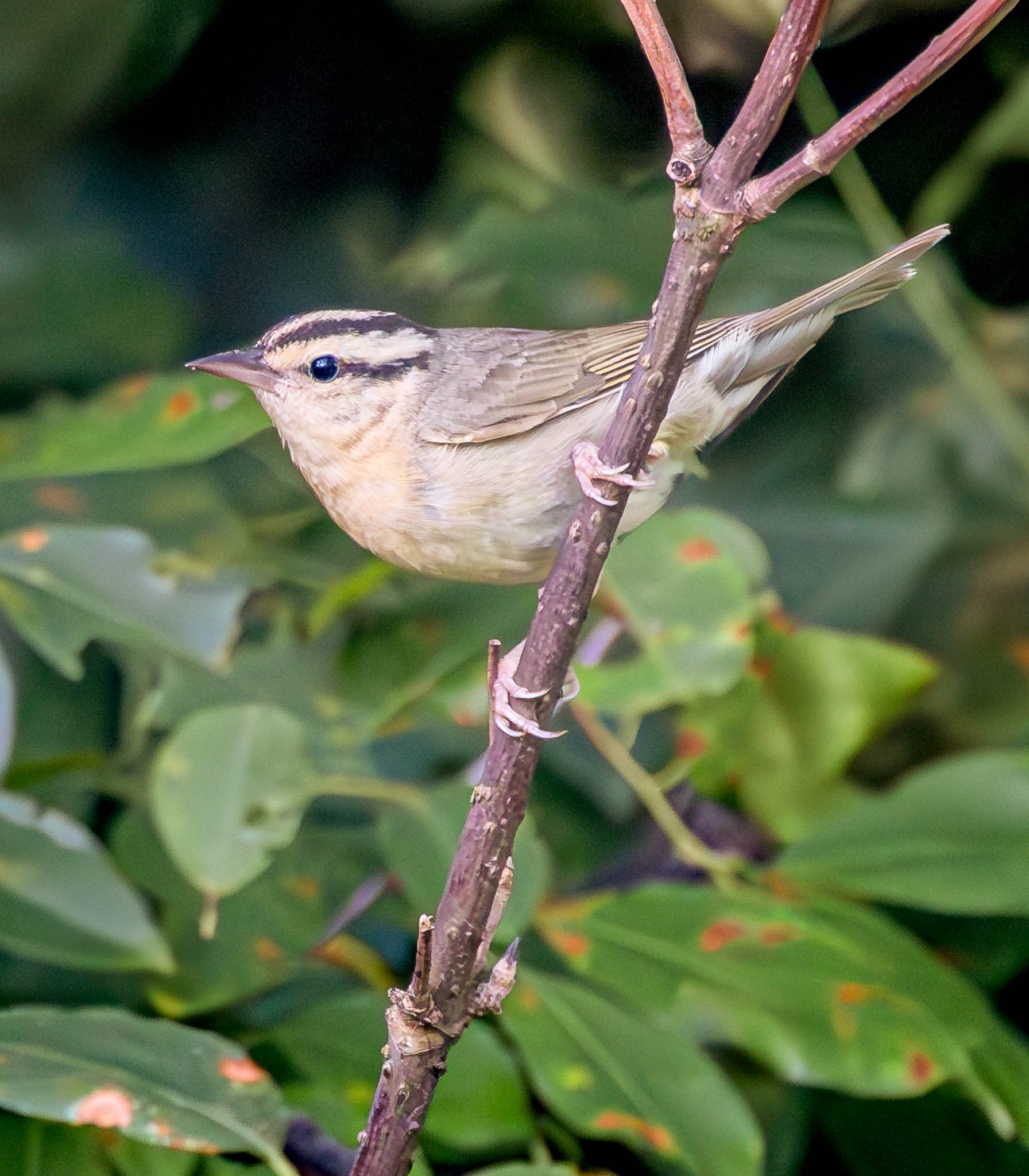 Worm-eating Warbler