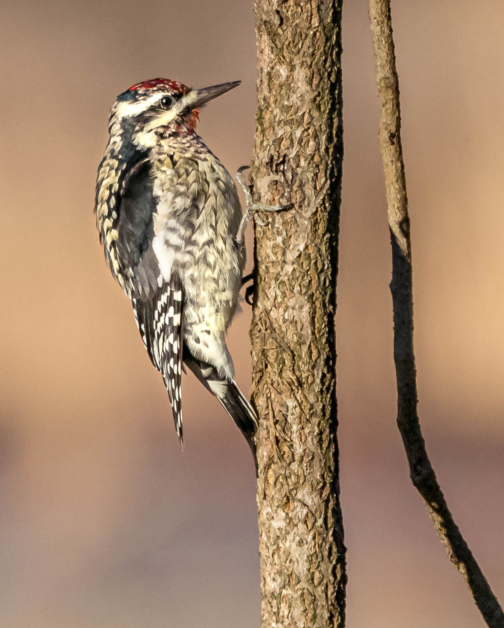 Yellow-bellied Sapsucker