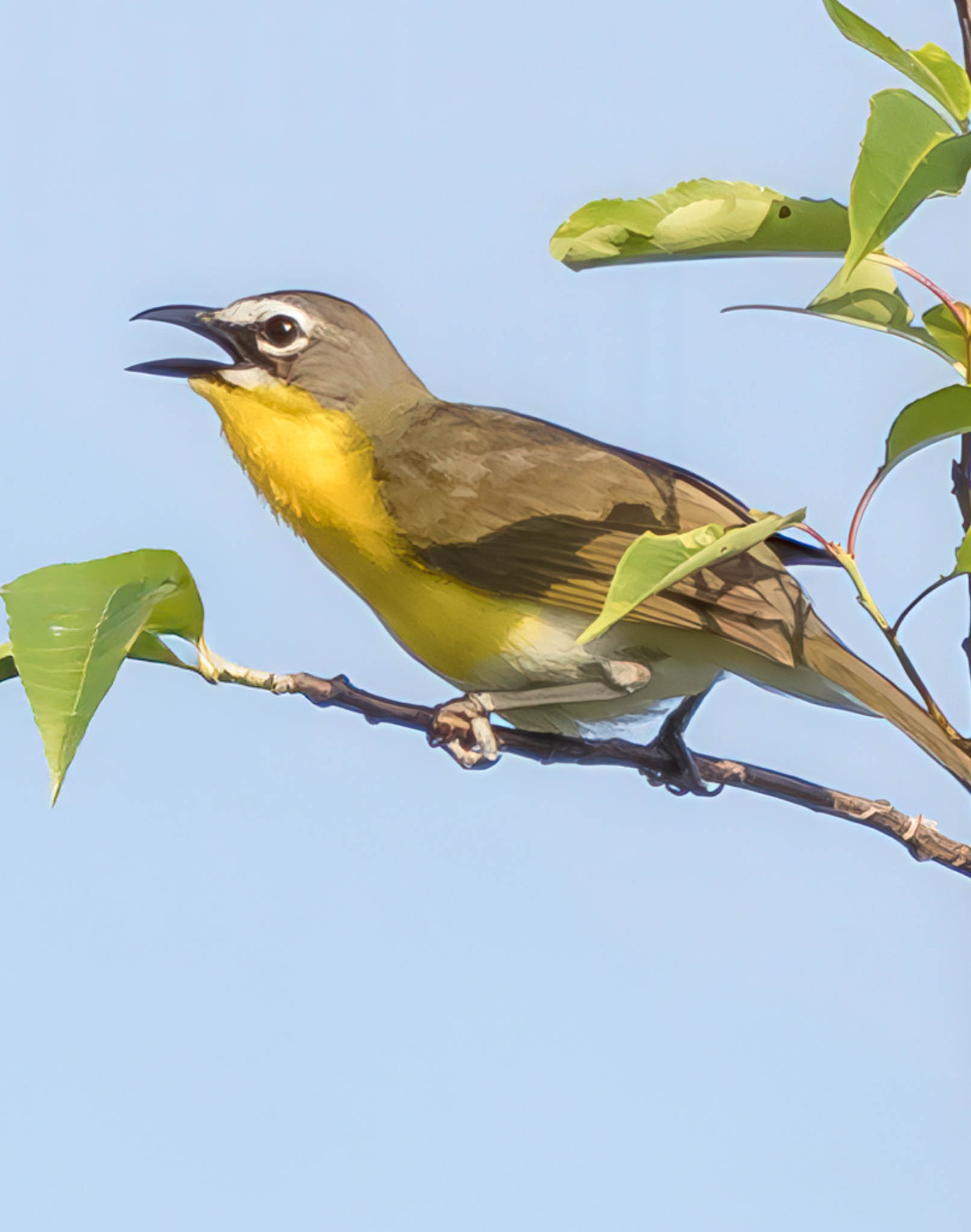 Yellow-breasted Chat