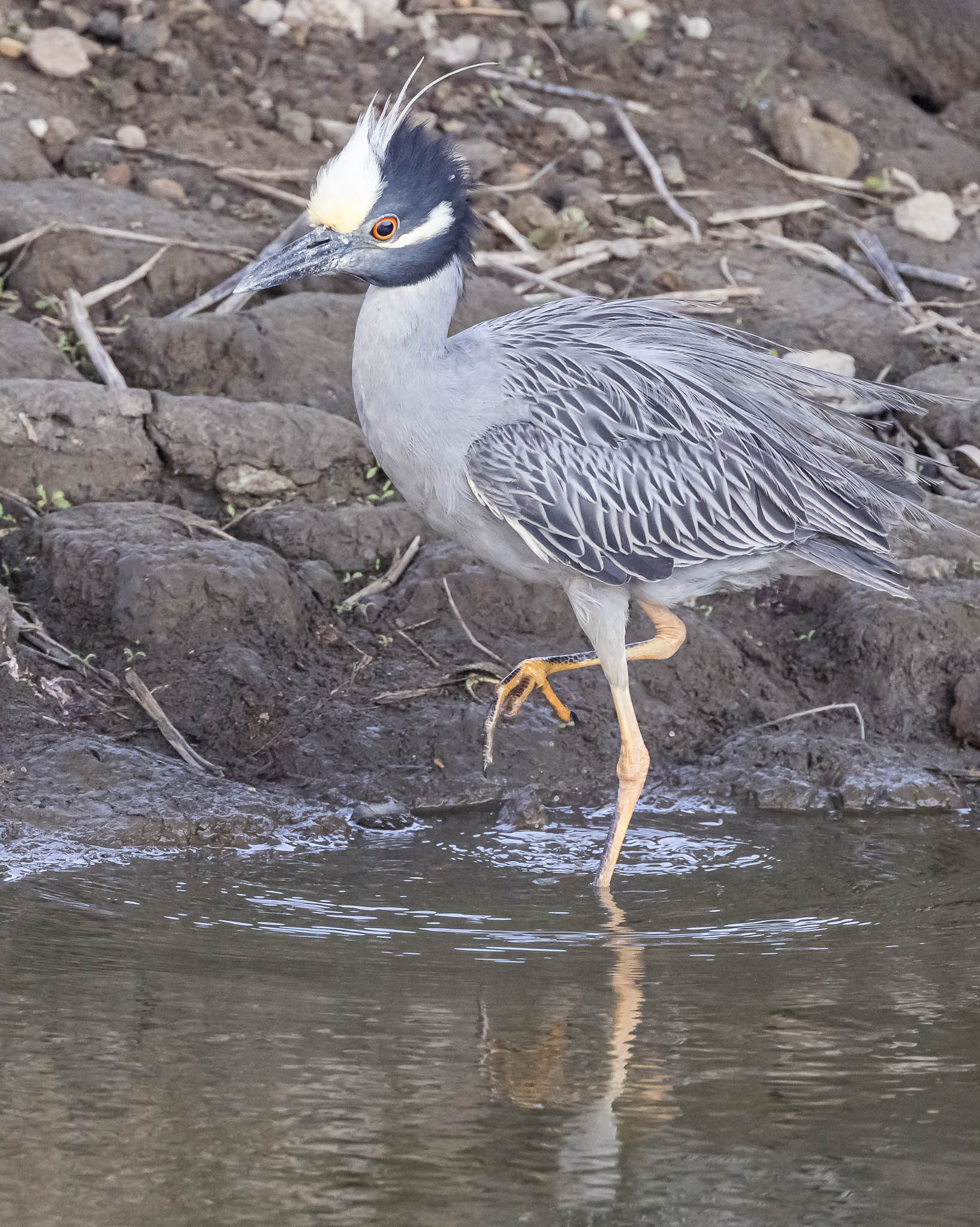 Yellow-crowned Night Heron