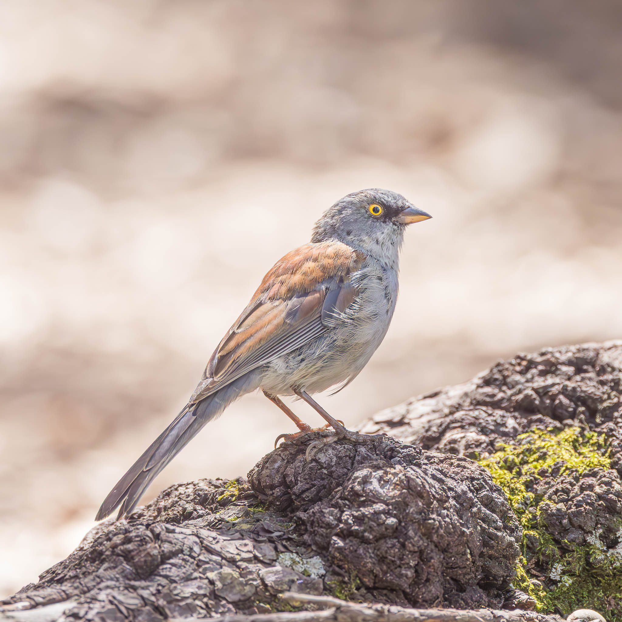 Yellow-eyed Junco