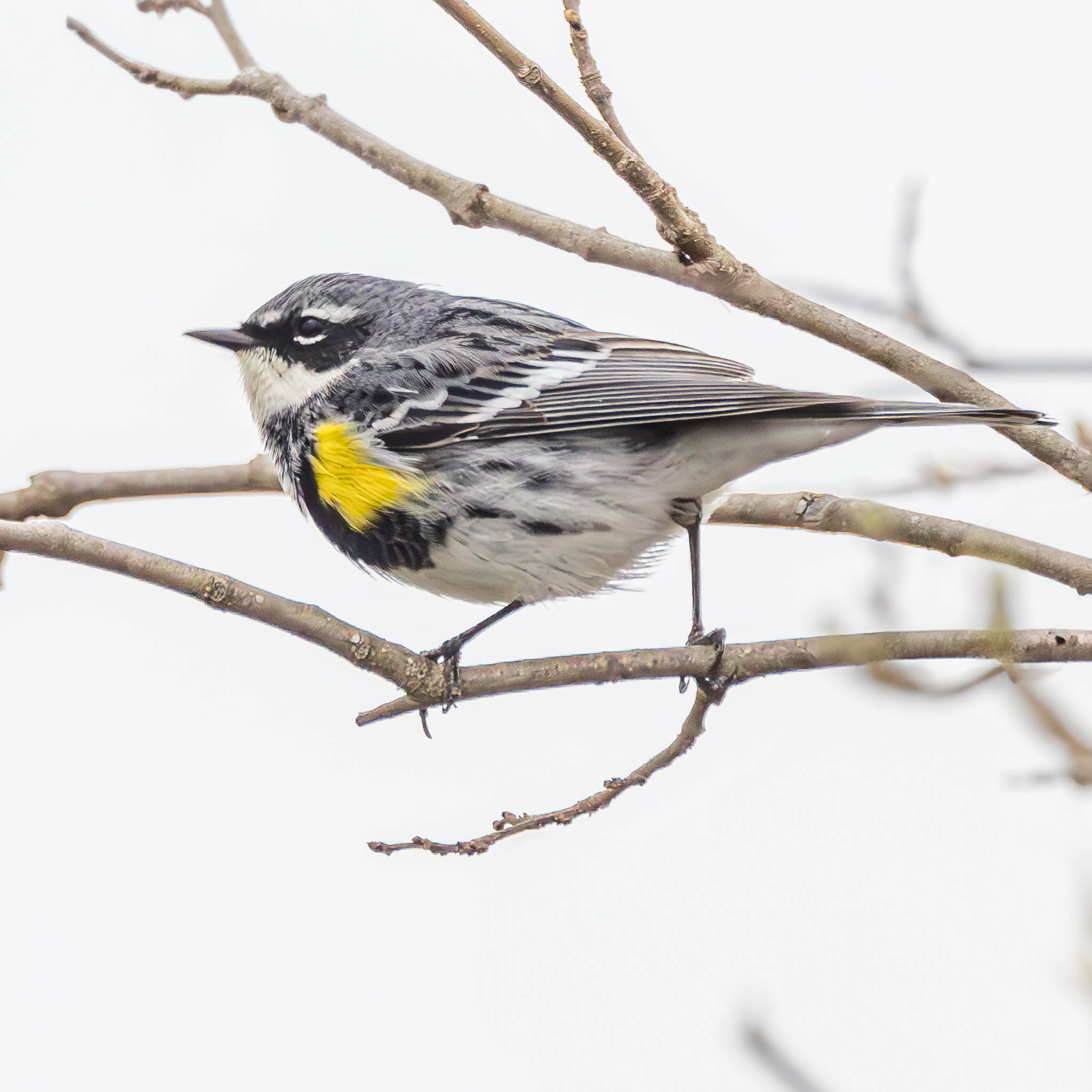 Yellow-rumped Warbler