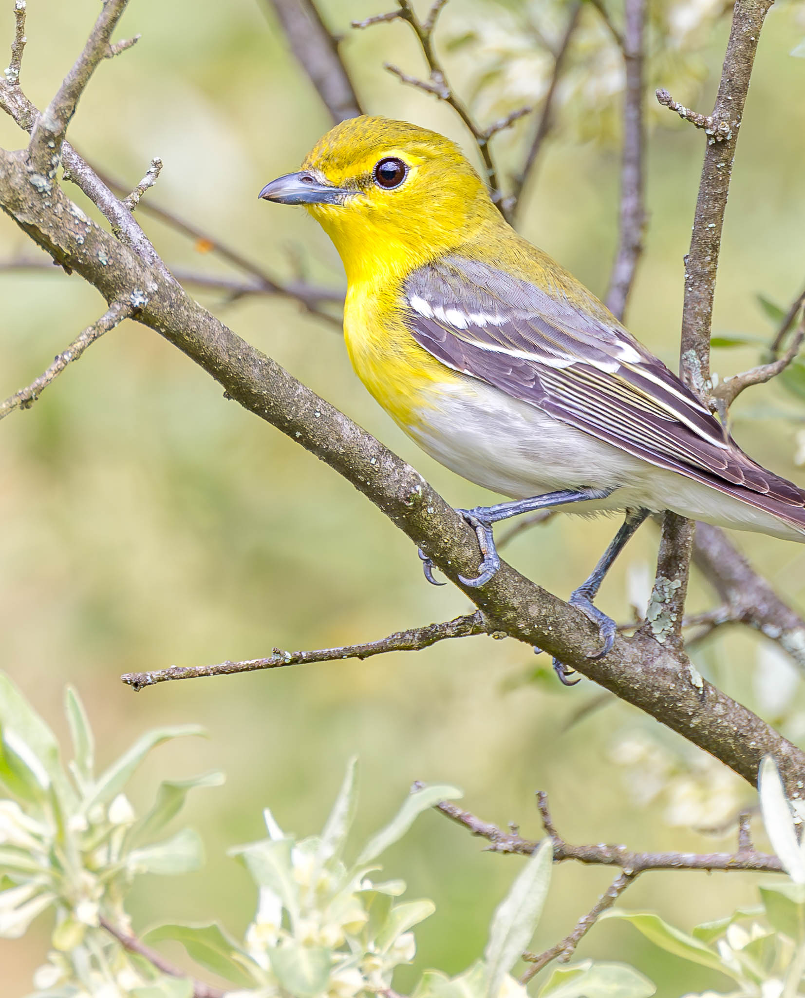 Yellow-throated Vireo