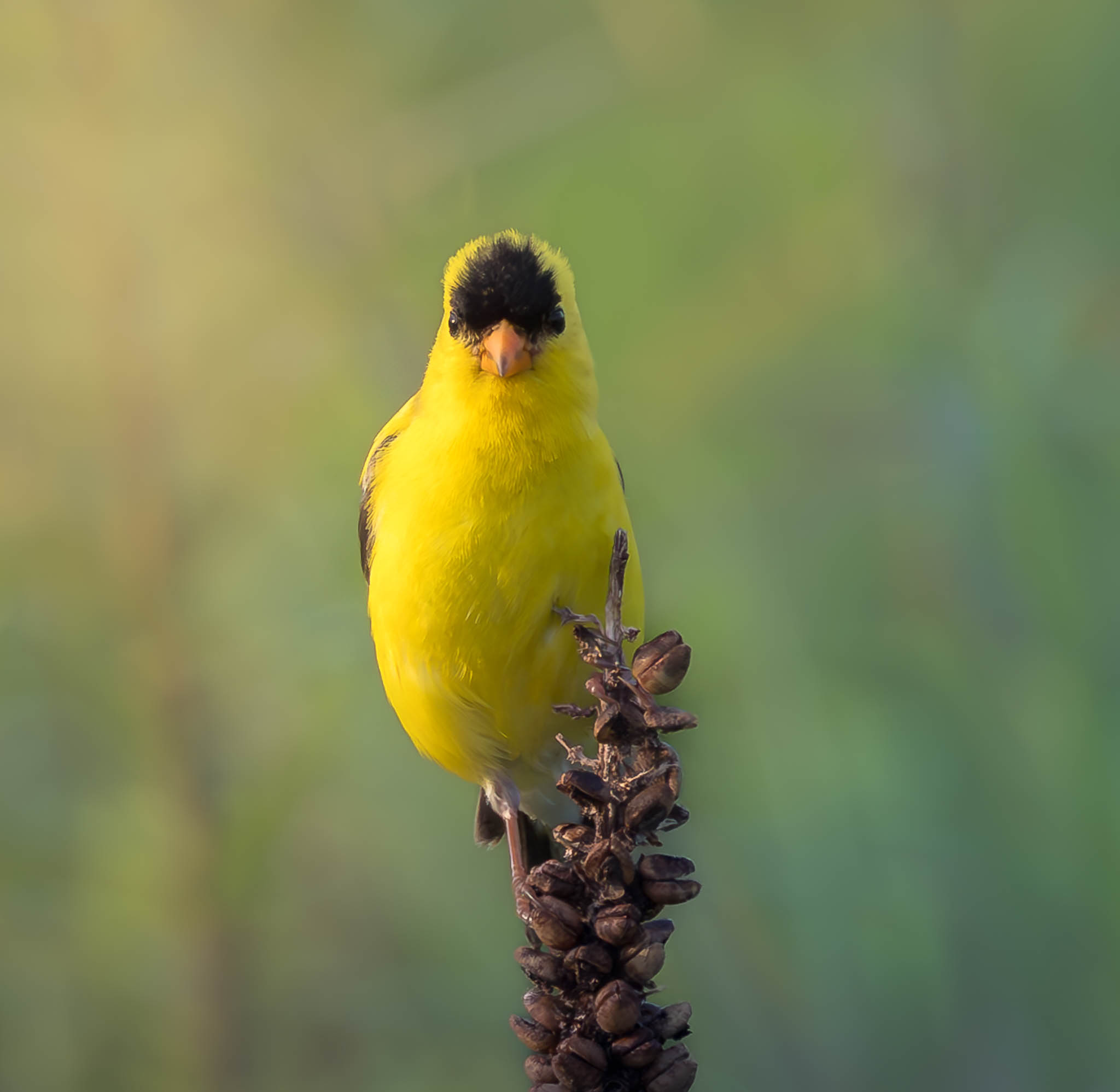 American Goldfinch