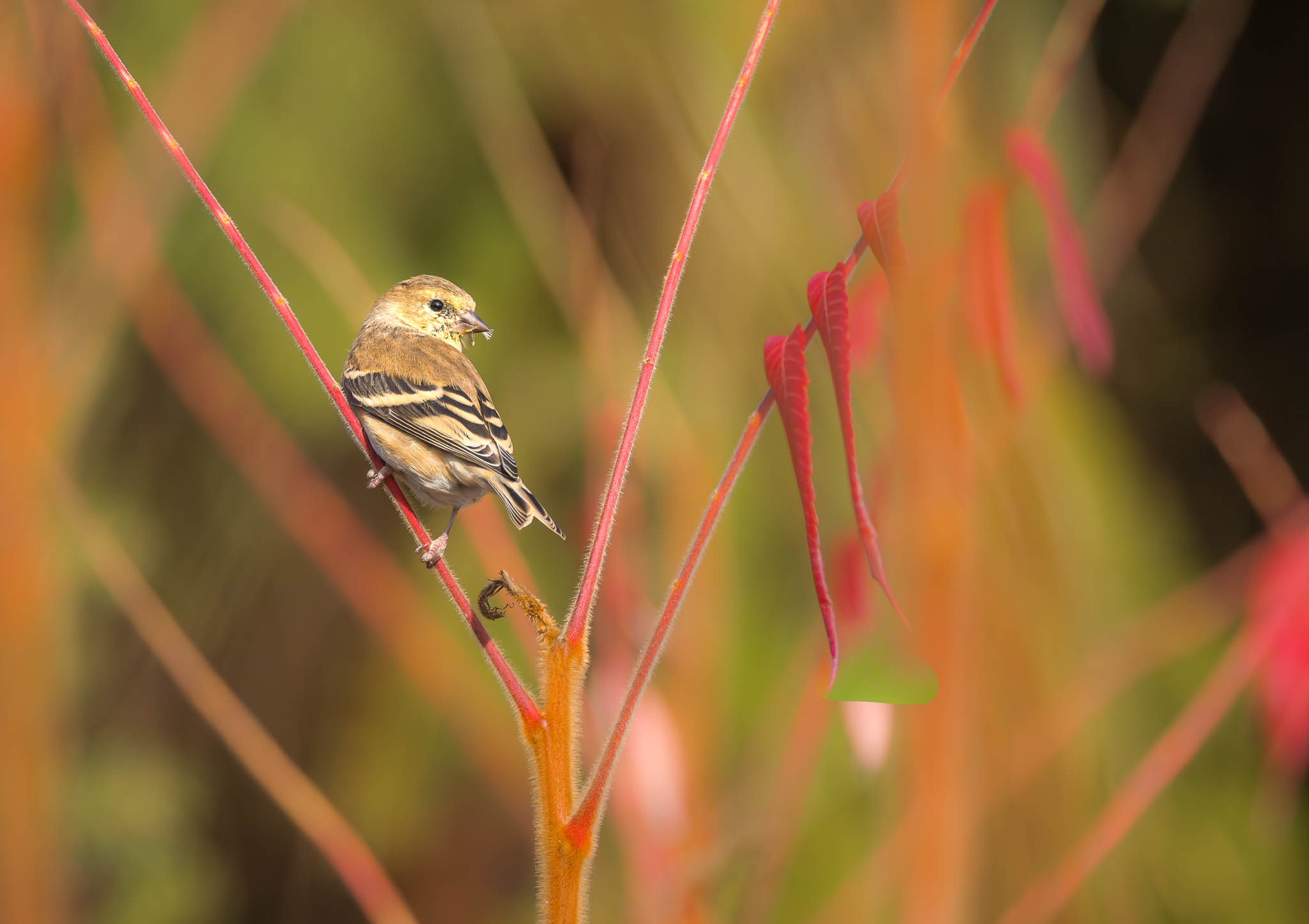 American Goldfinch