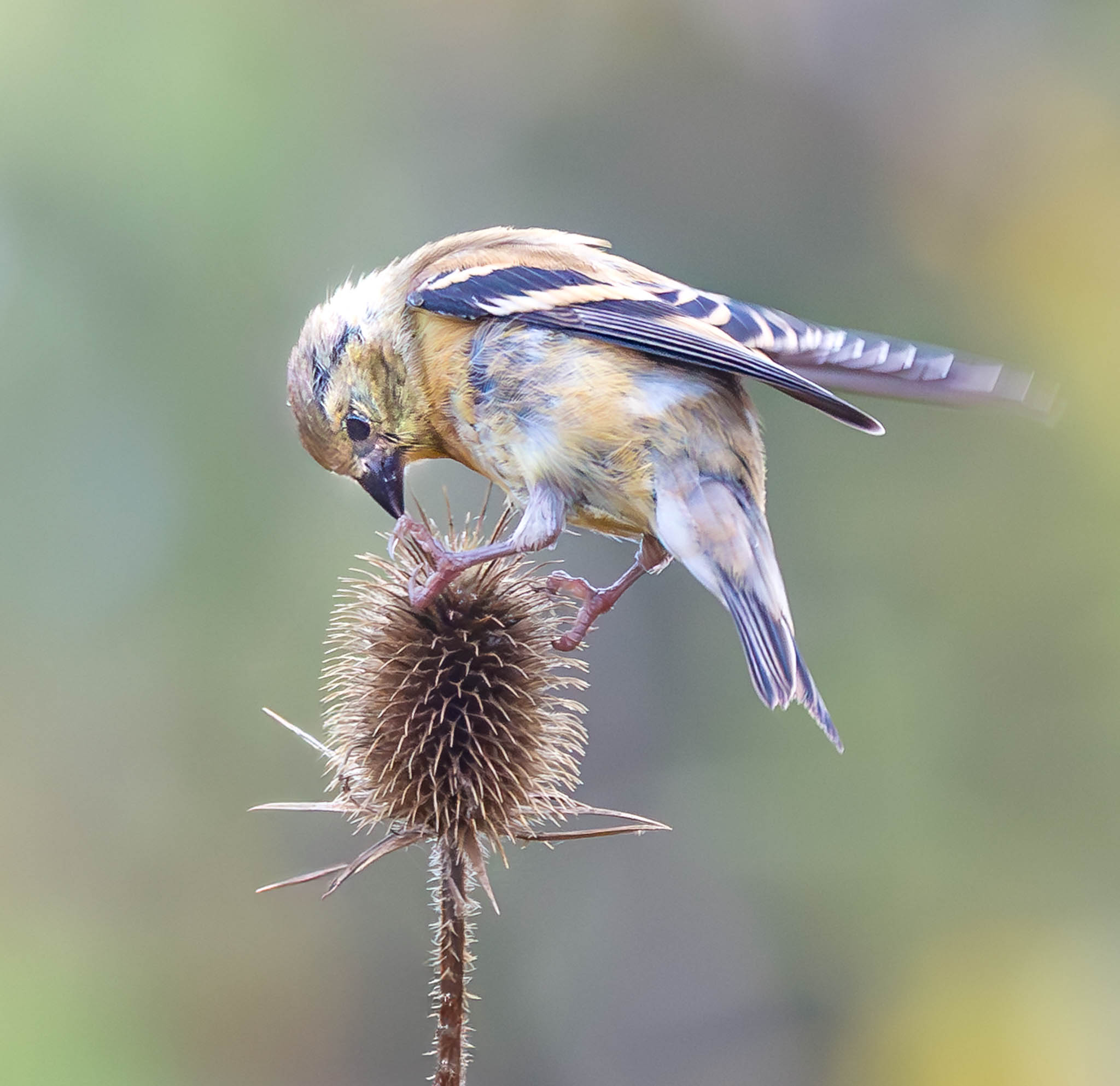 American Goldfinch