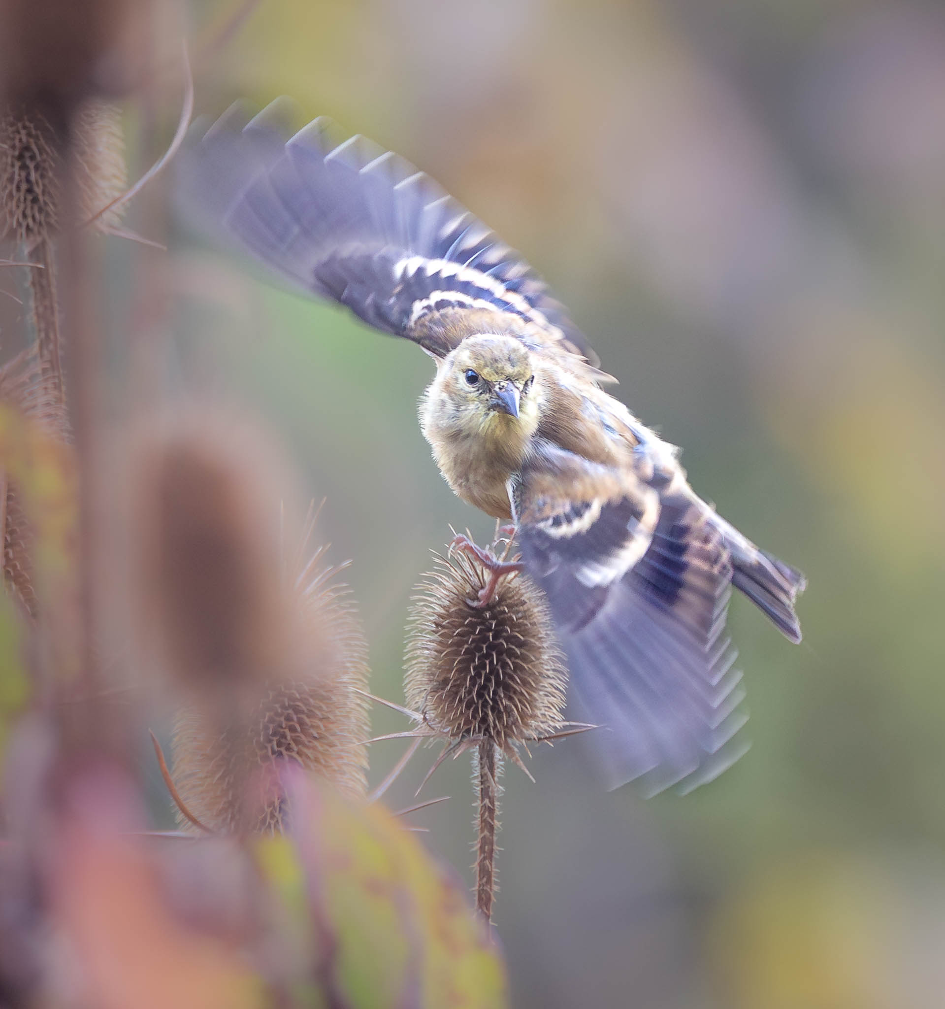 American Goldfinch