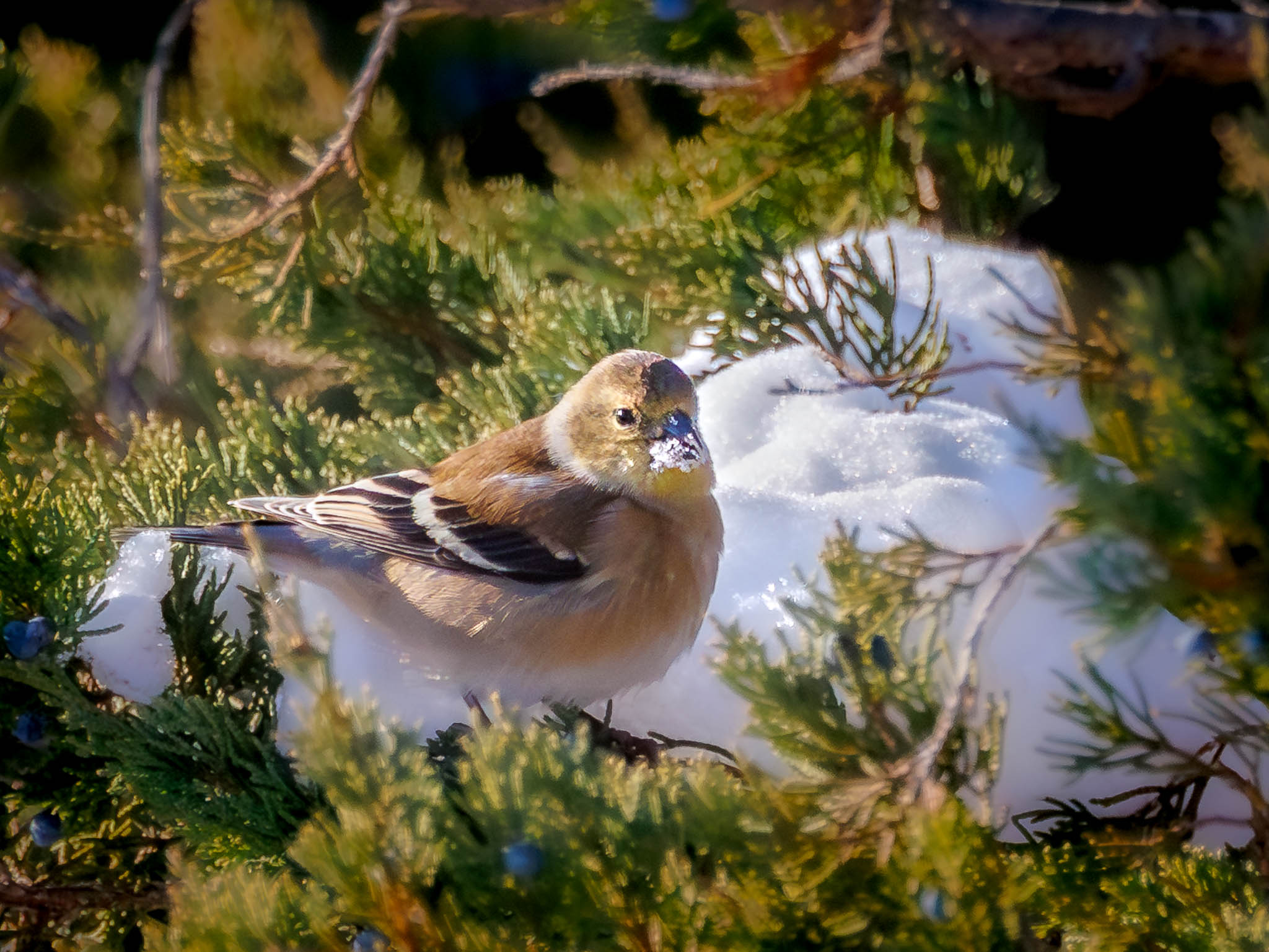 American Goldfinch