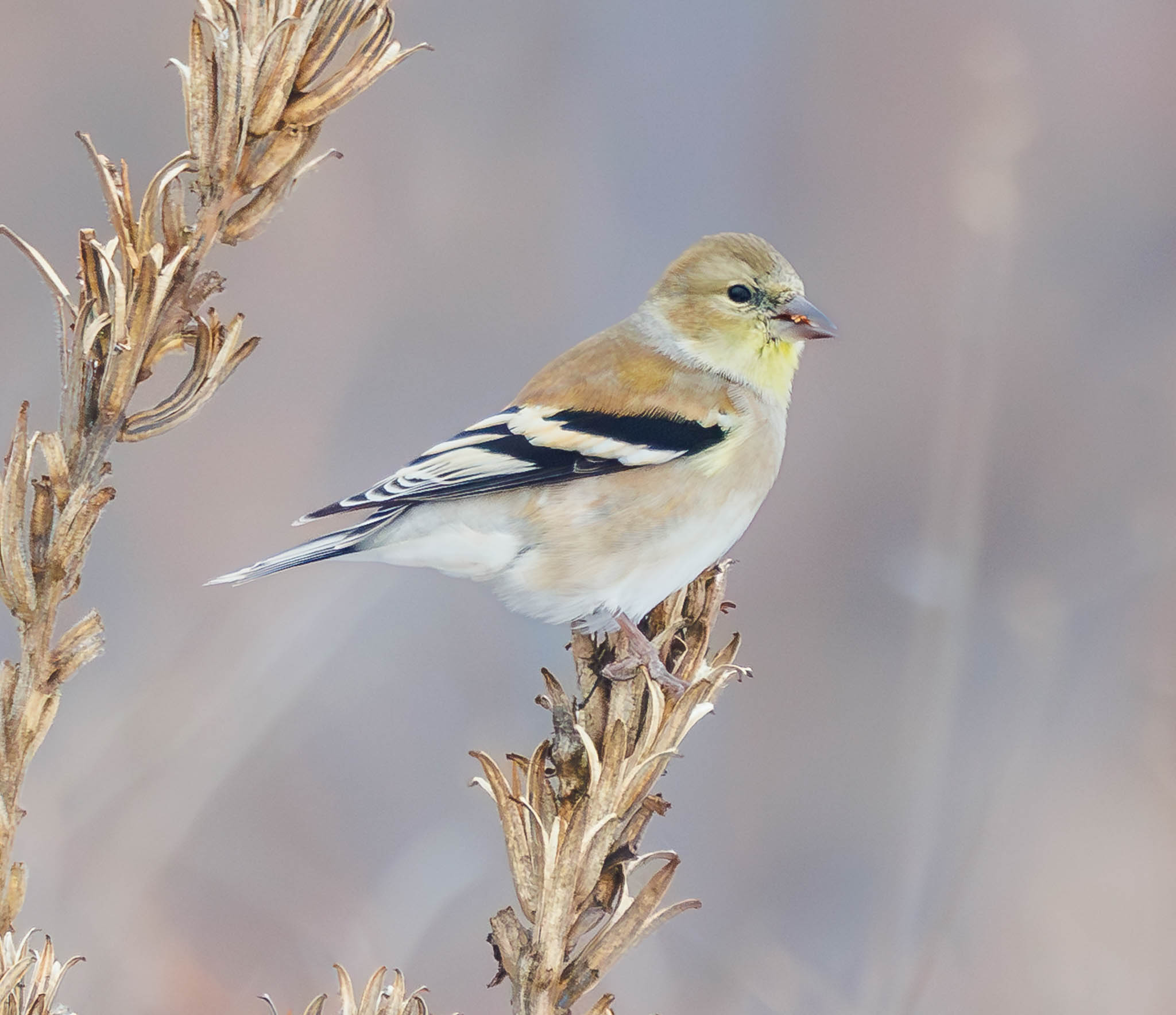 American Goldfinch