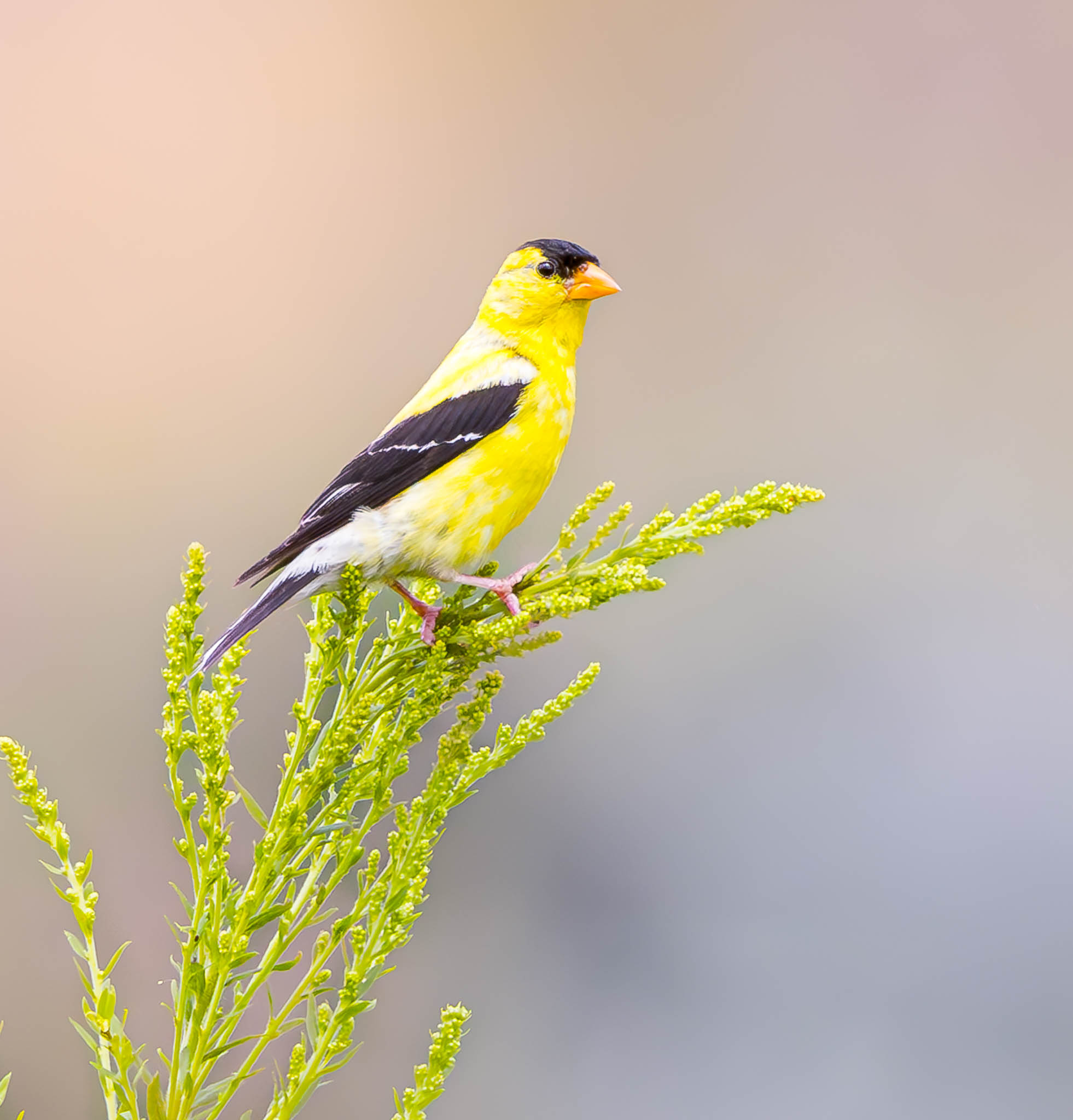 American Goldfinch