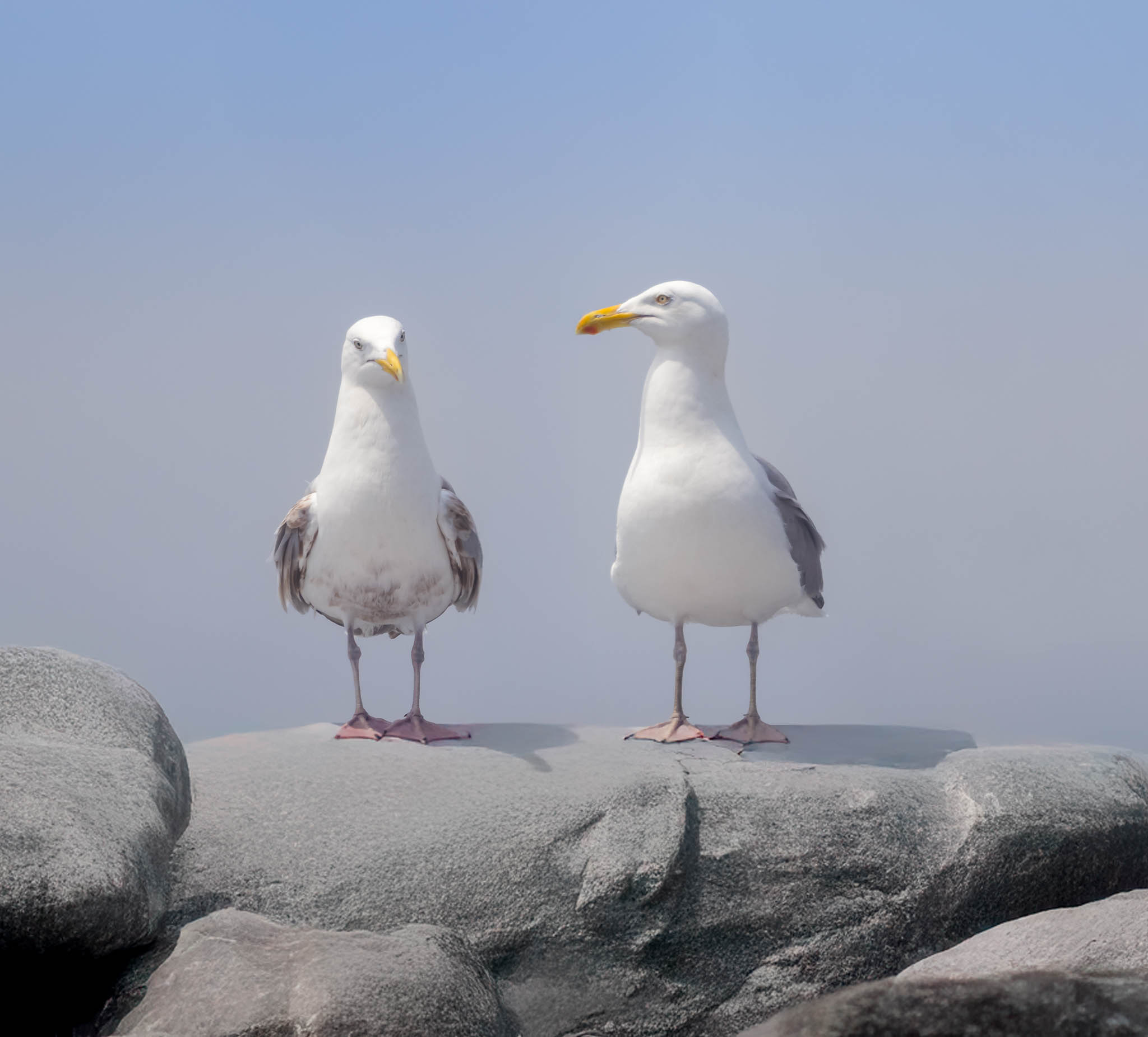 American Herring Gull